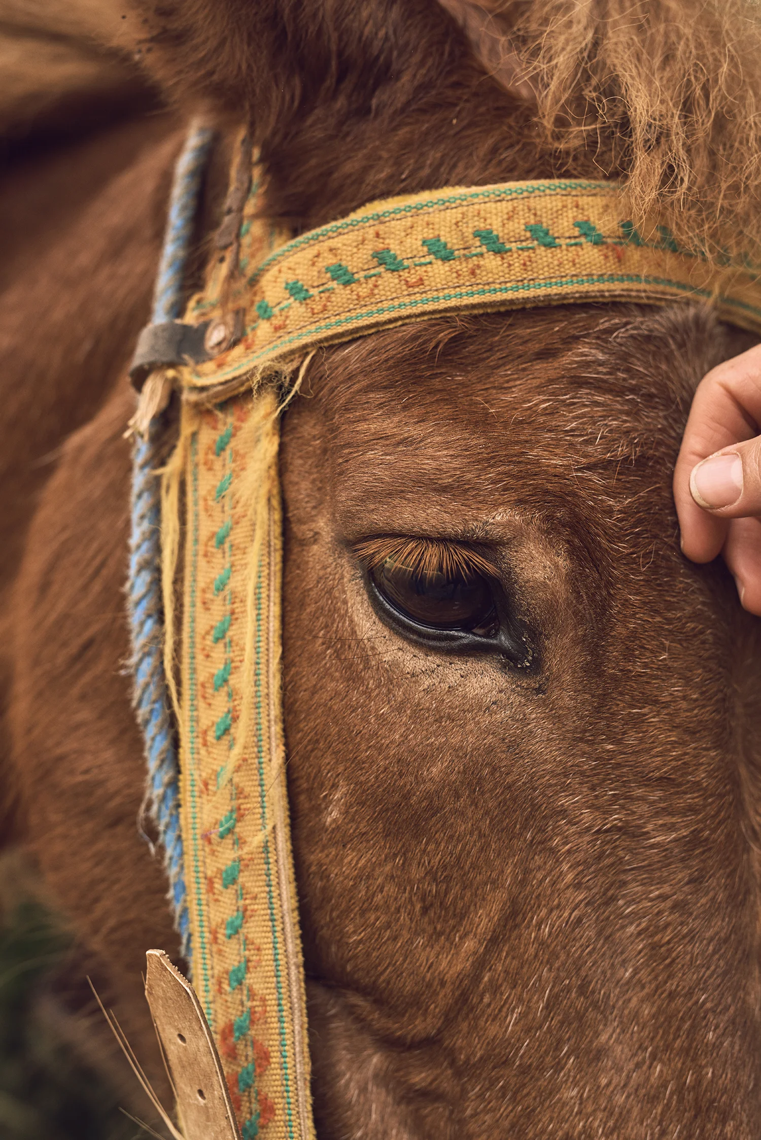 Morocco_DavidEdwards_Atlas 9.jpg