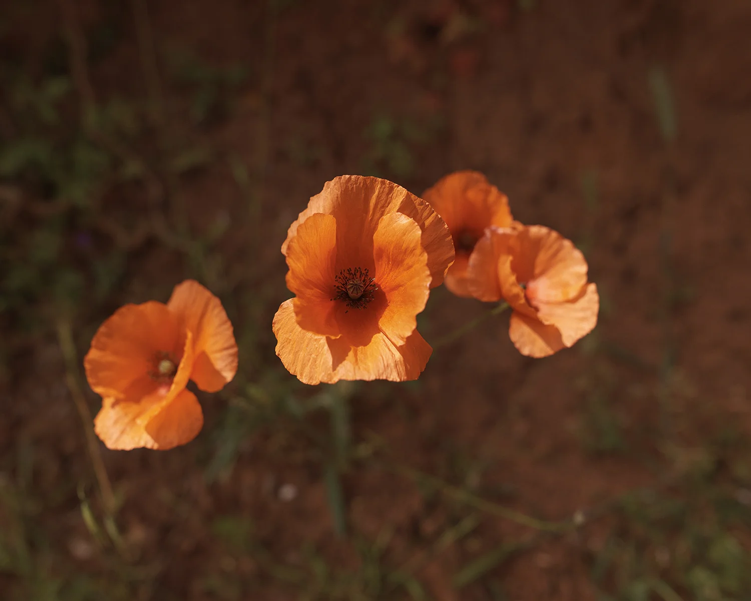Morocco_DavidEdwards_Atlas 17.jpg