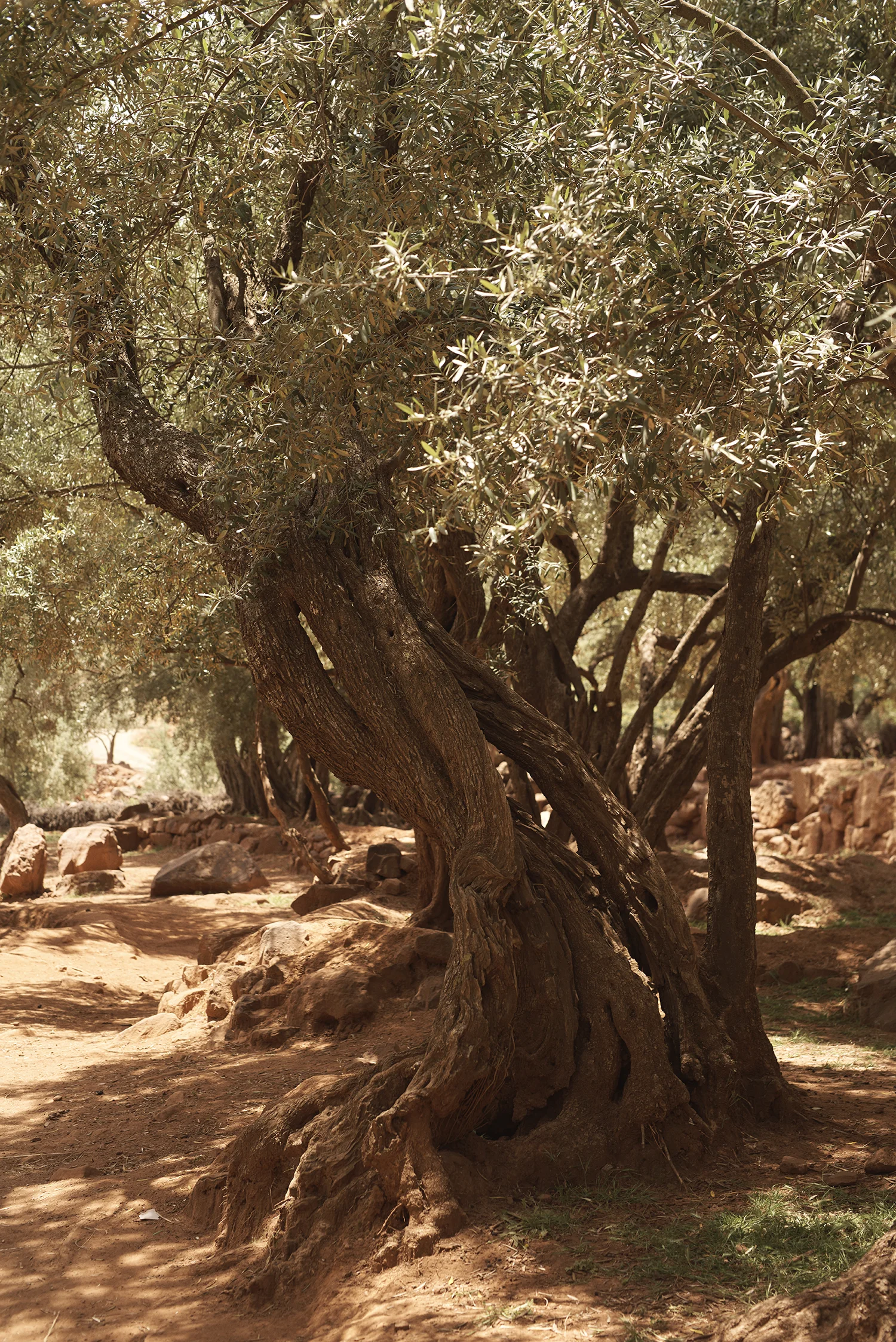 Morocco_DavidEdwards_Atlas 21.jpg