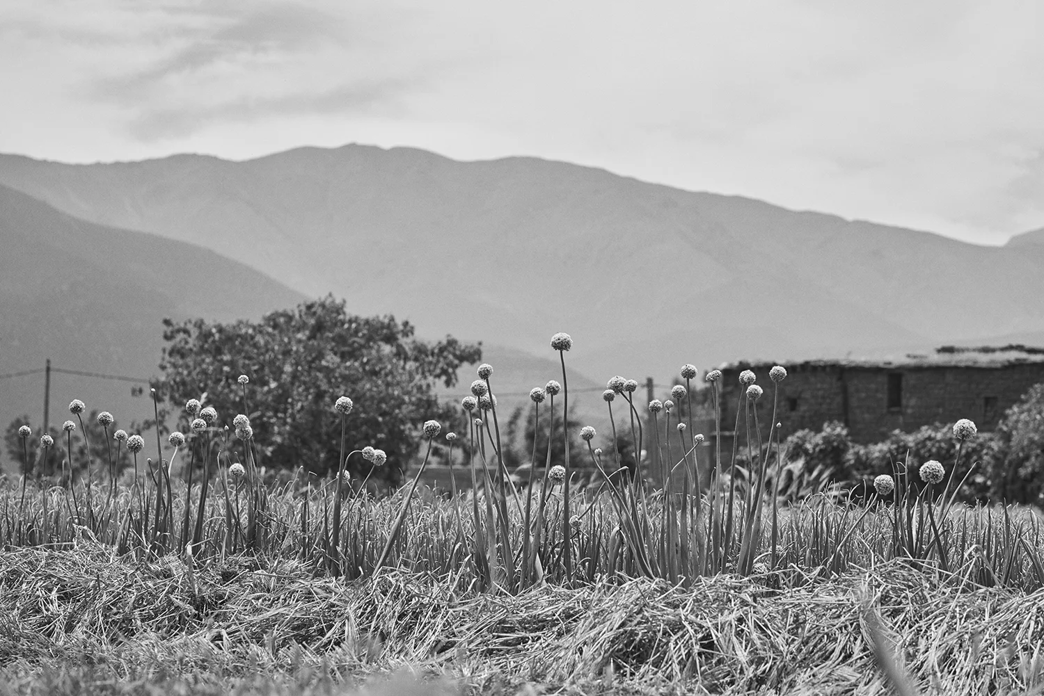 Morocco_DavidEdwards_Atlas 25.jpg