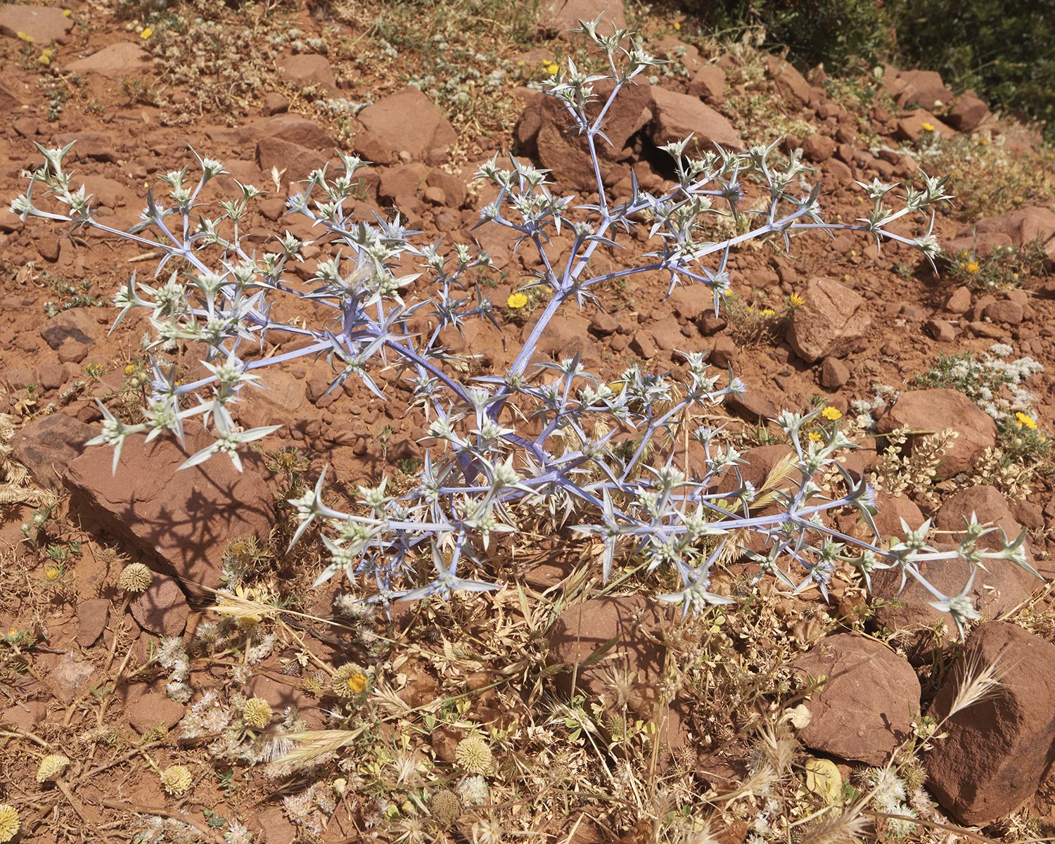 Morocco_DavidEdwards_Atlas 30.jpg