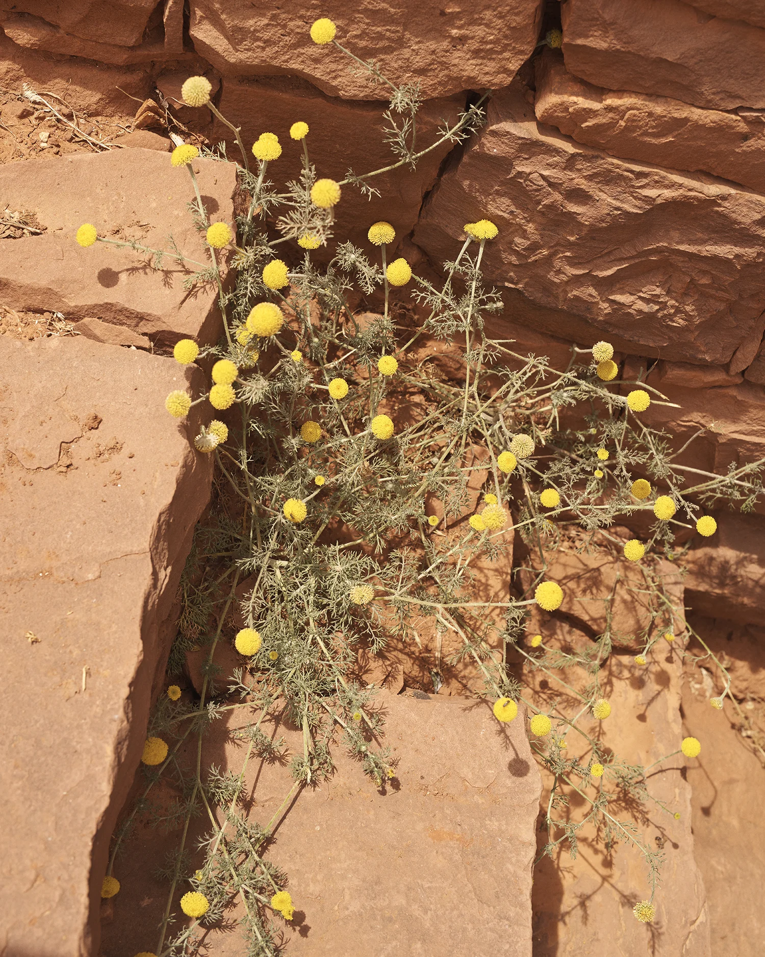 Morocco_DavidEdwards_Atlas 33.jpg