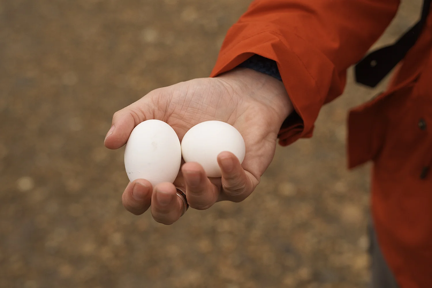Laugavegur_Trail_David_Edwards 2.jpg