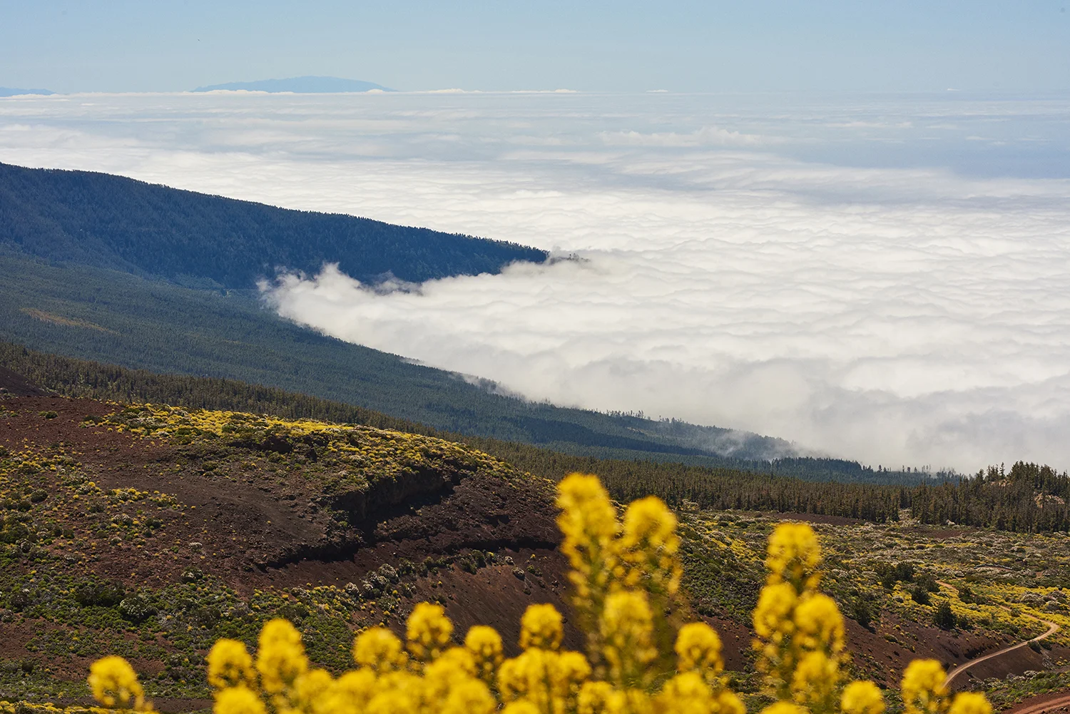 Tenerife_David_Edwards 8.jpg