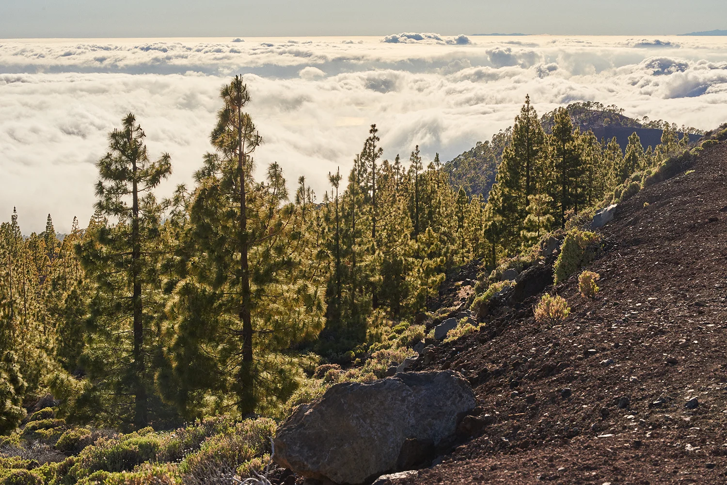 Tenerife_David_Edwards 10.jpg