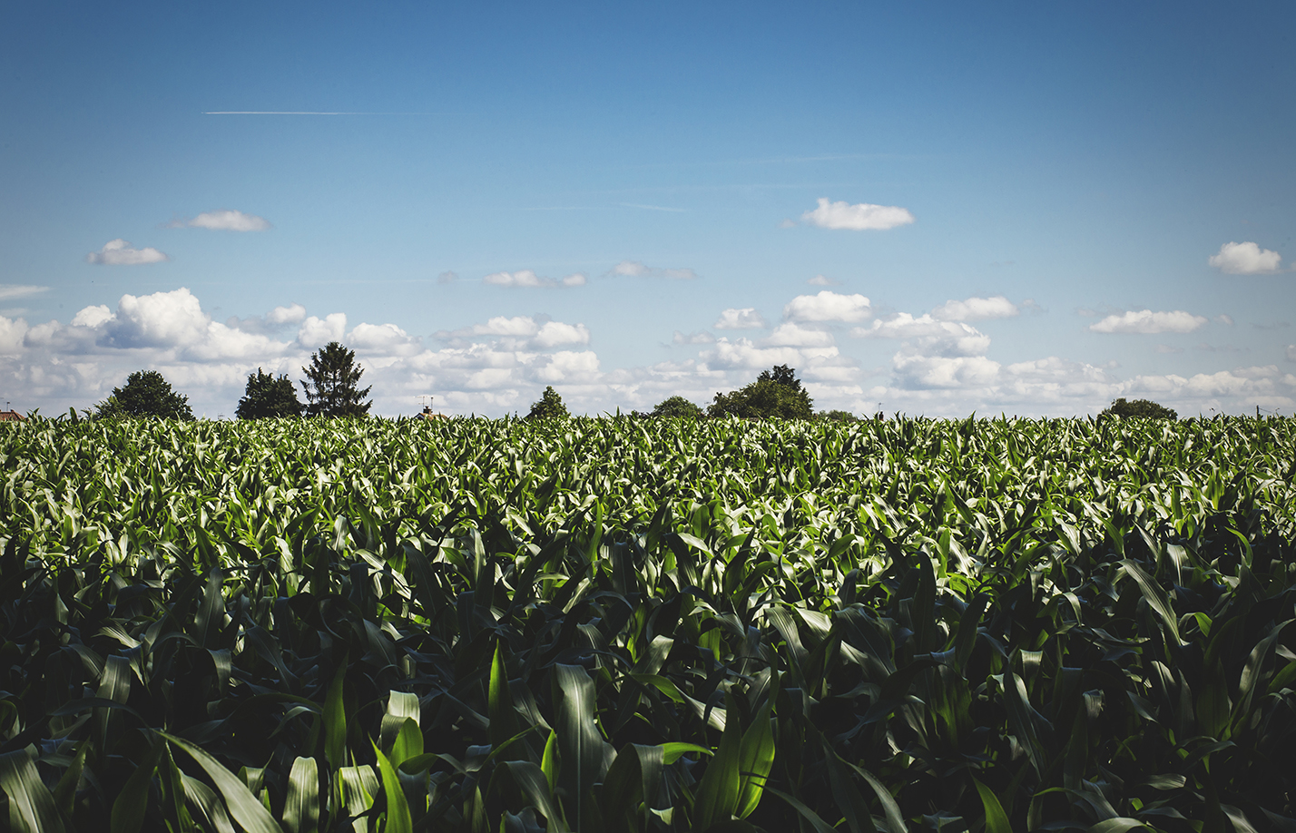 worcester_field_b.jpg