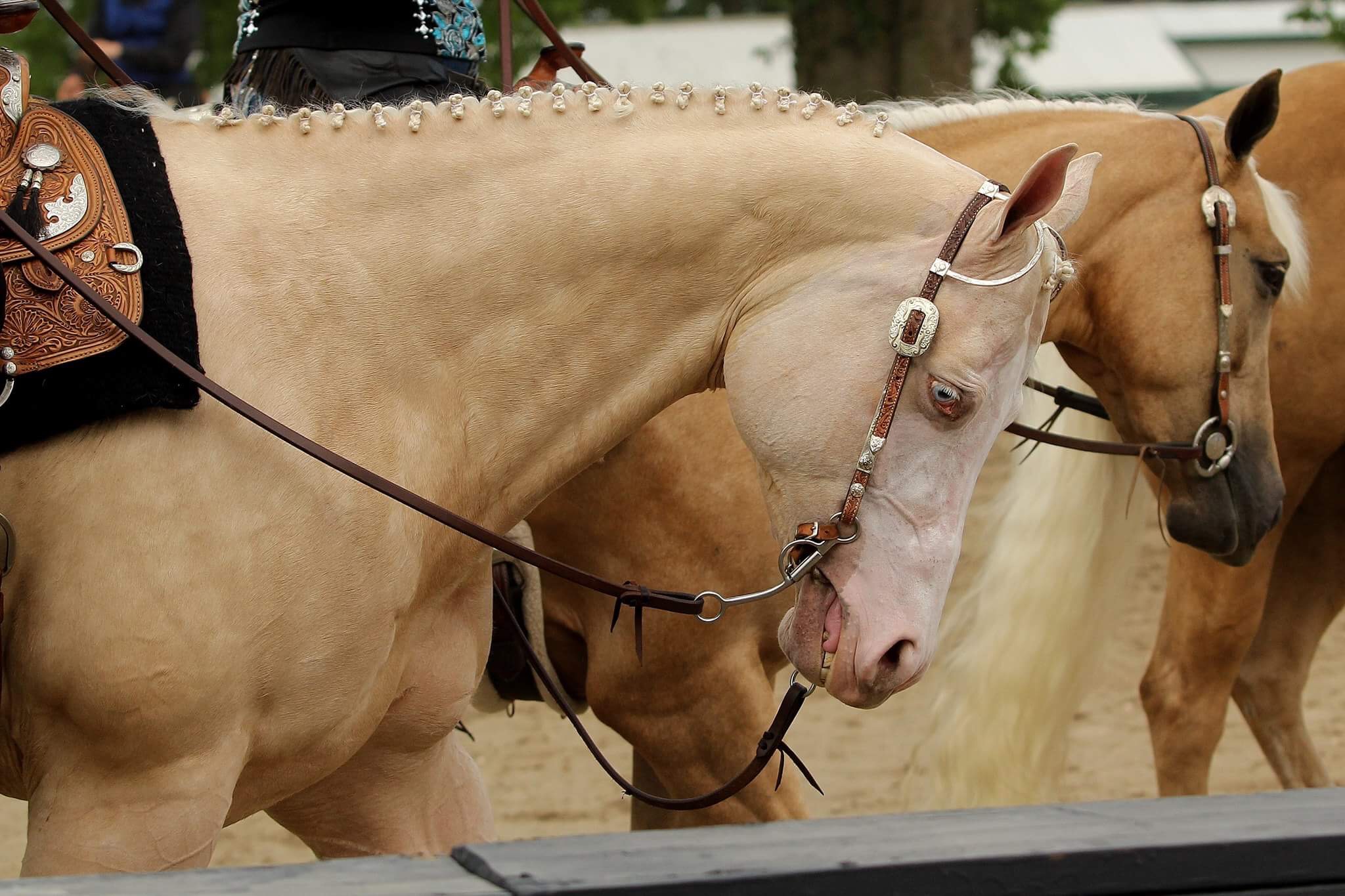 Henry County Saddle Club