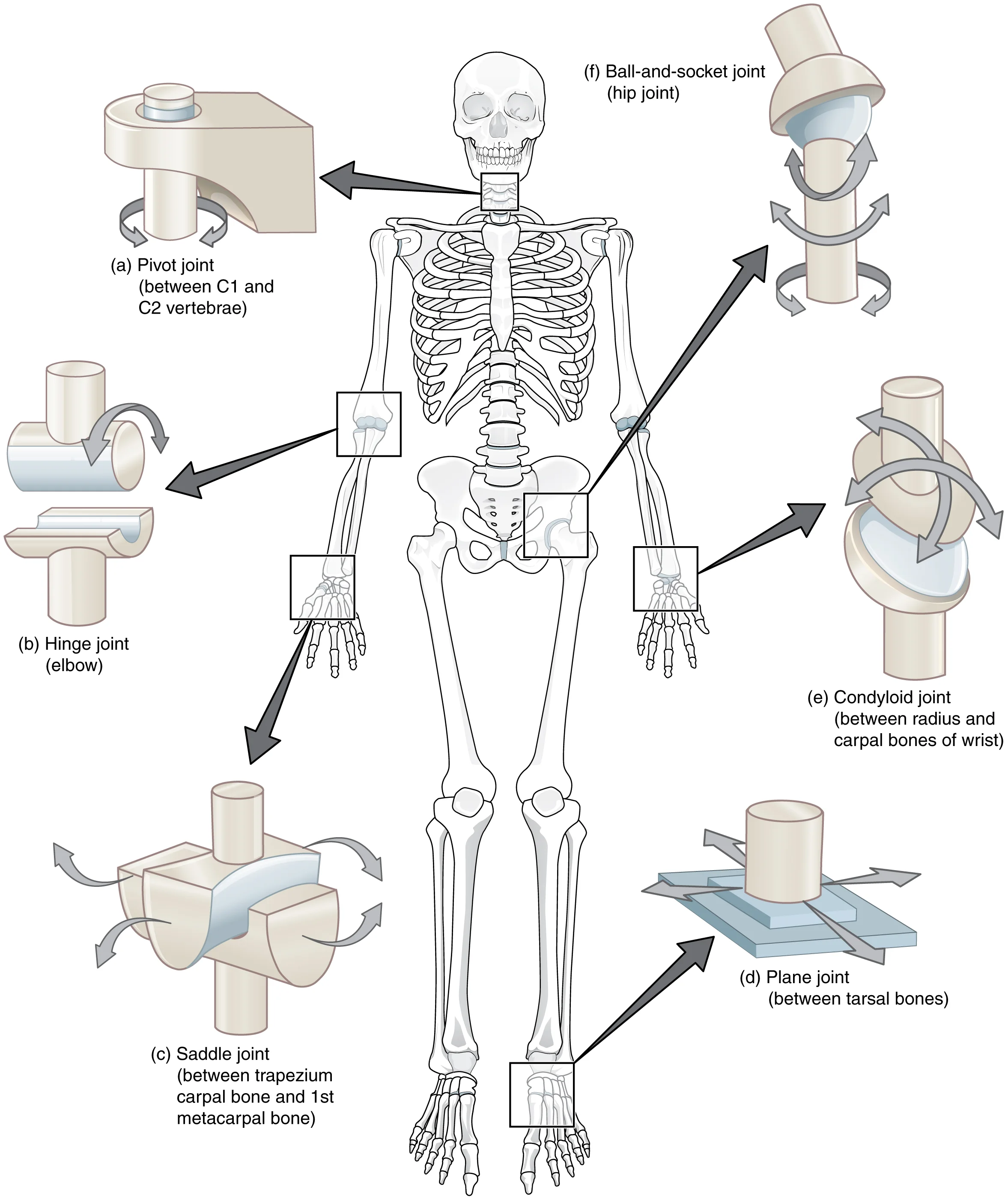909_Types_of_Synovial_Joints.jpg