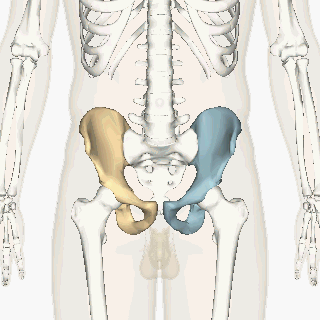 Hip_bone_animation4.gif