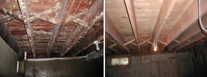 Mold Before & After
