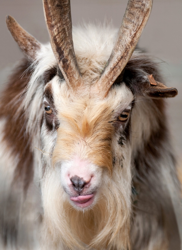 billygoat.jpg