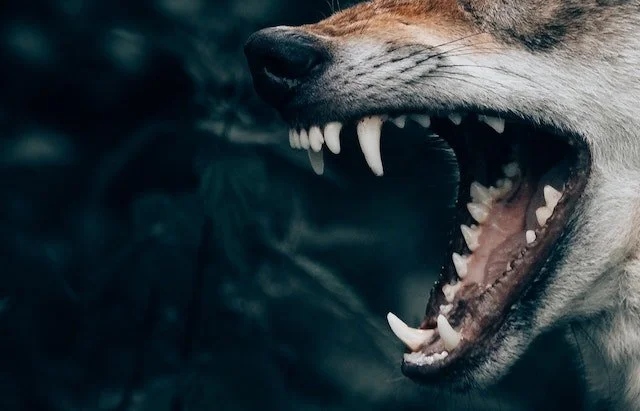 Wolf Biter by Sarah Viren