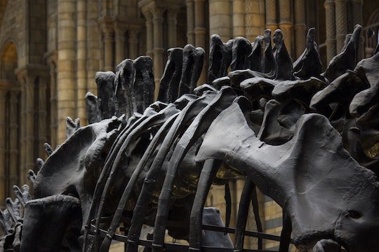 Vertebrae by Jess Masterton