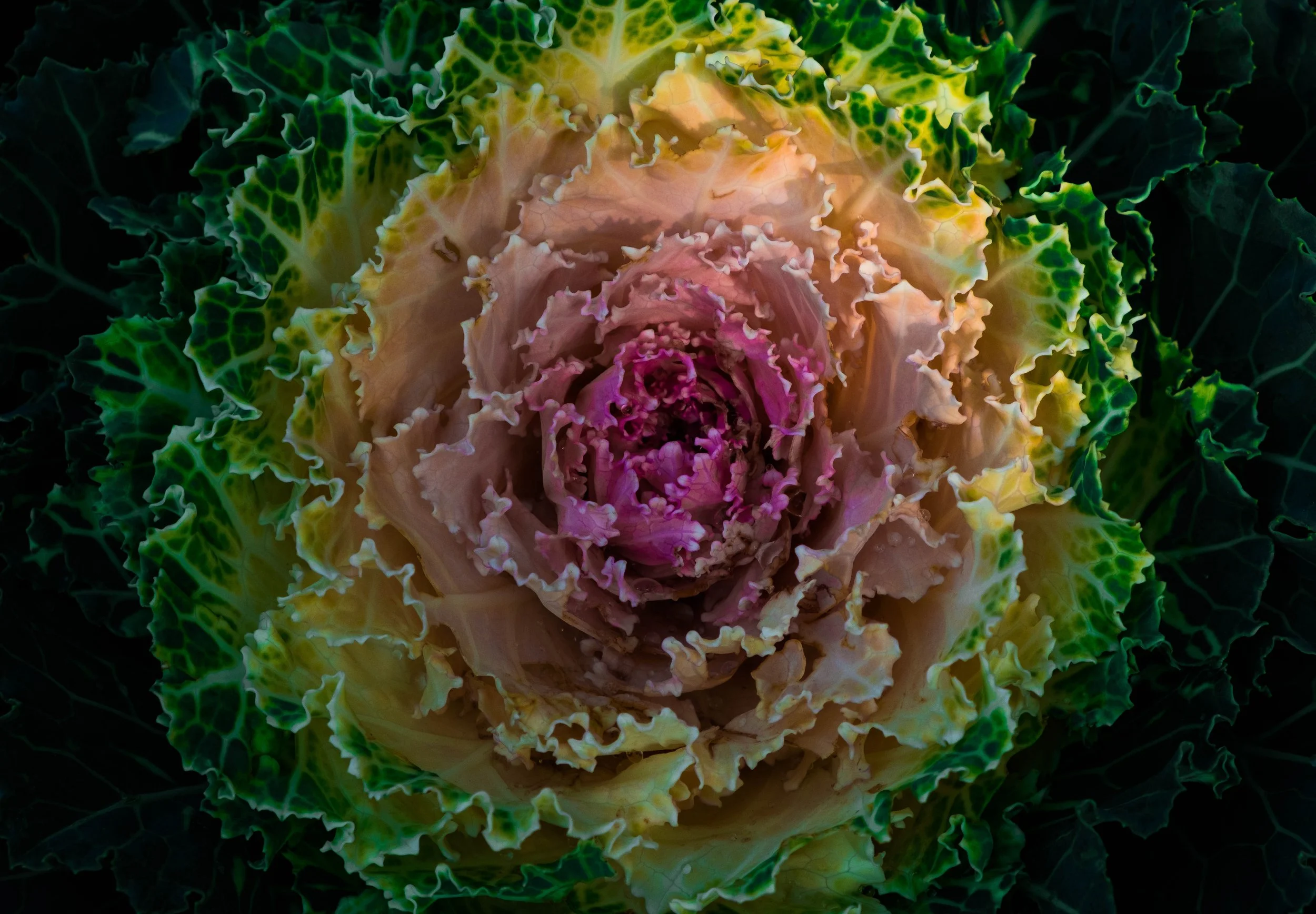 Two Poems by Nicole Santalucia