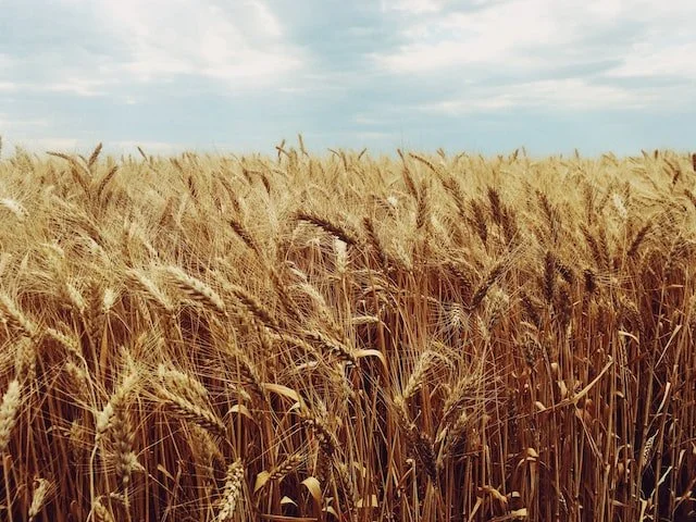 Wheat Simulator By Alexander Metz