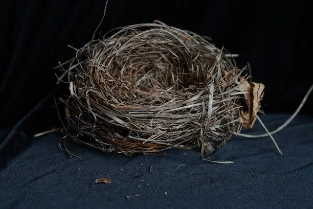 Two Poems by Rita Mae Reese