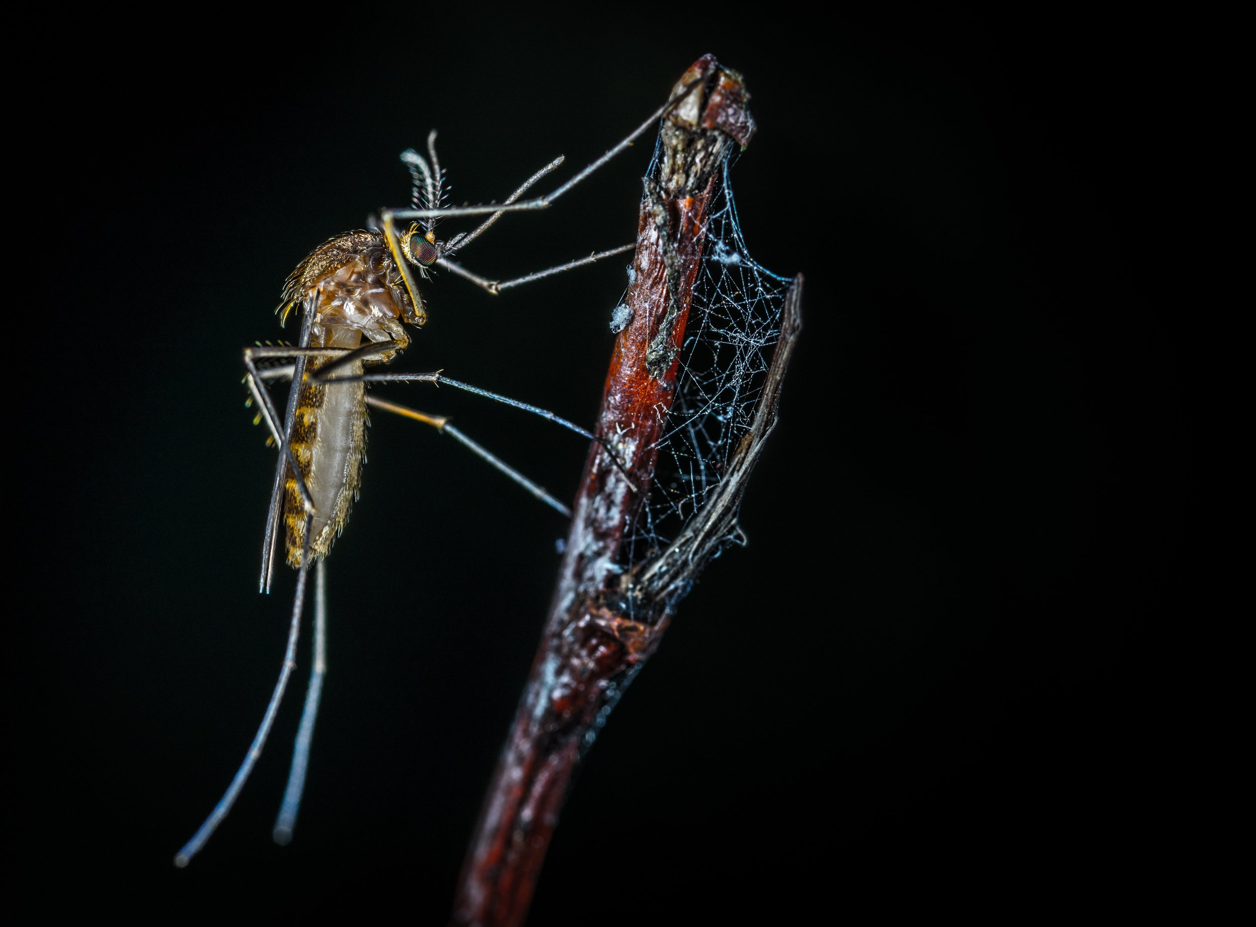 Six Needles by Seth Sawyers