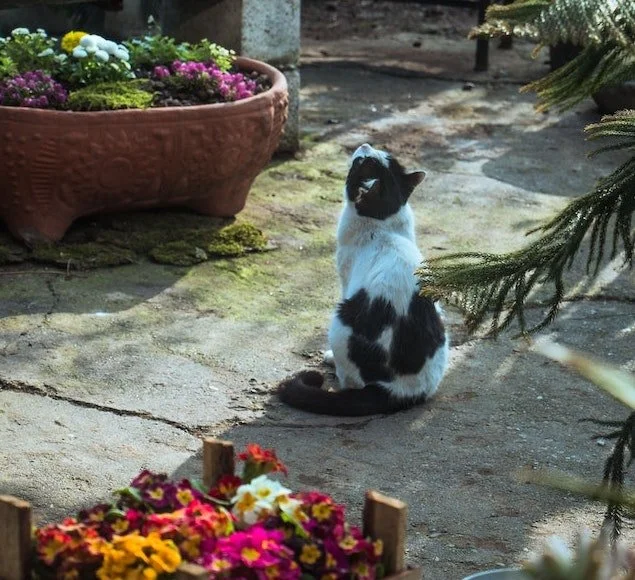 It's Not About the Cat by Kerry Folan