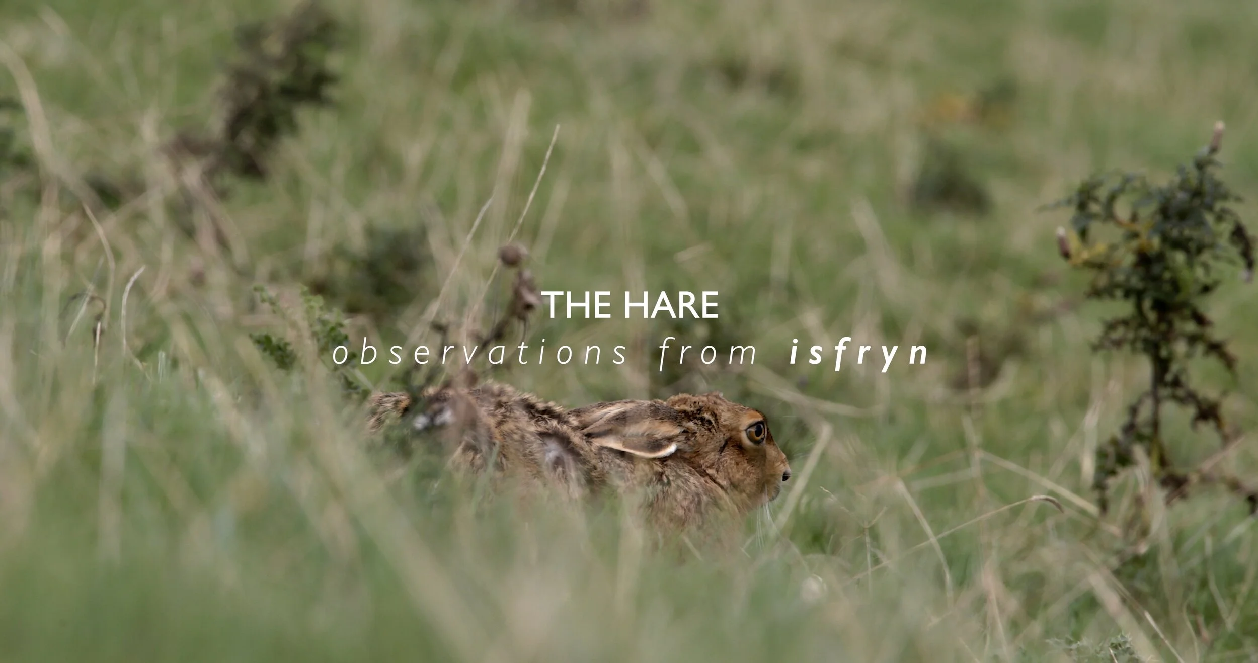 THE HARE