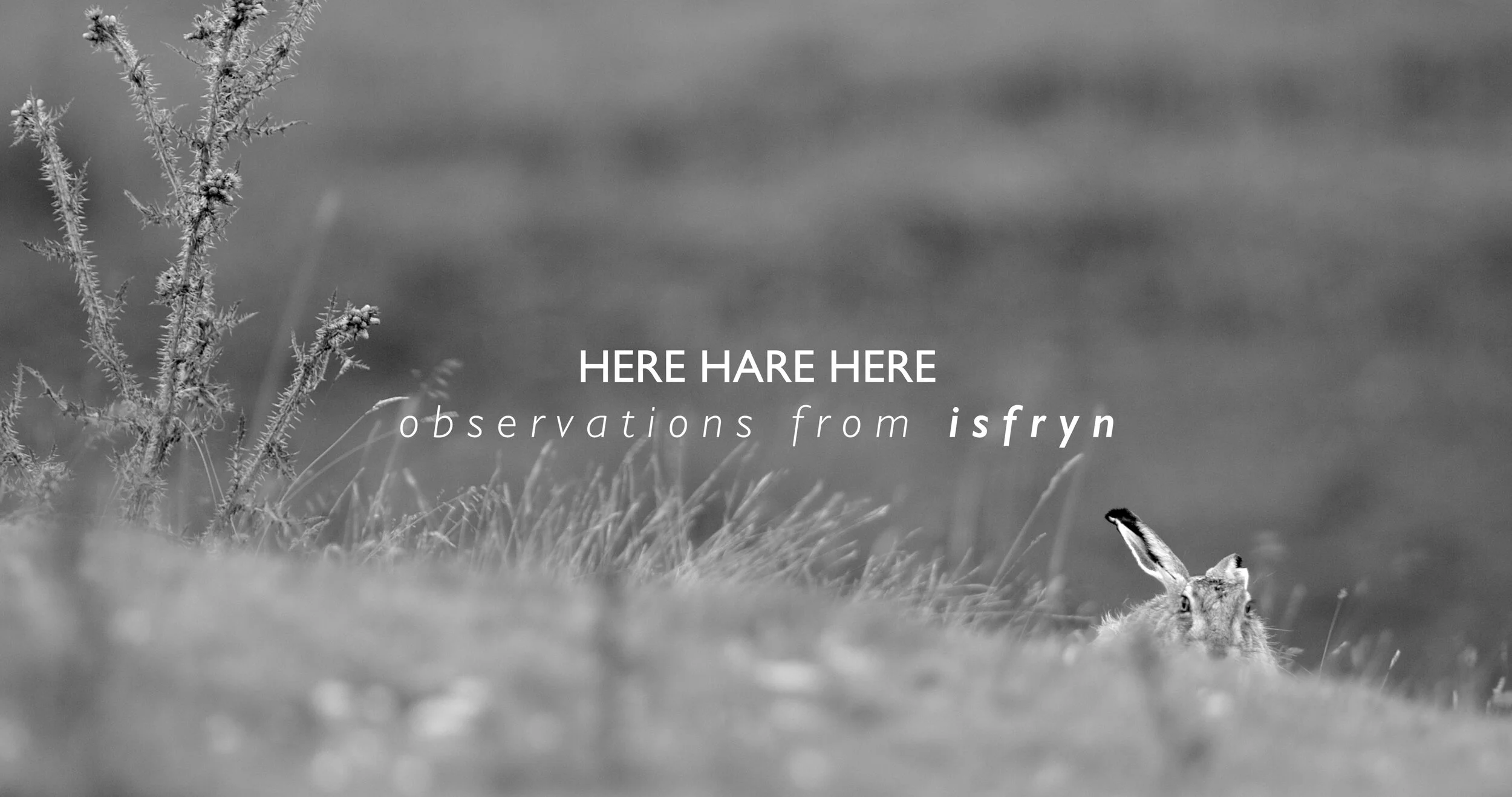 HERE HARE HERE