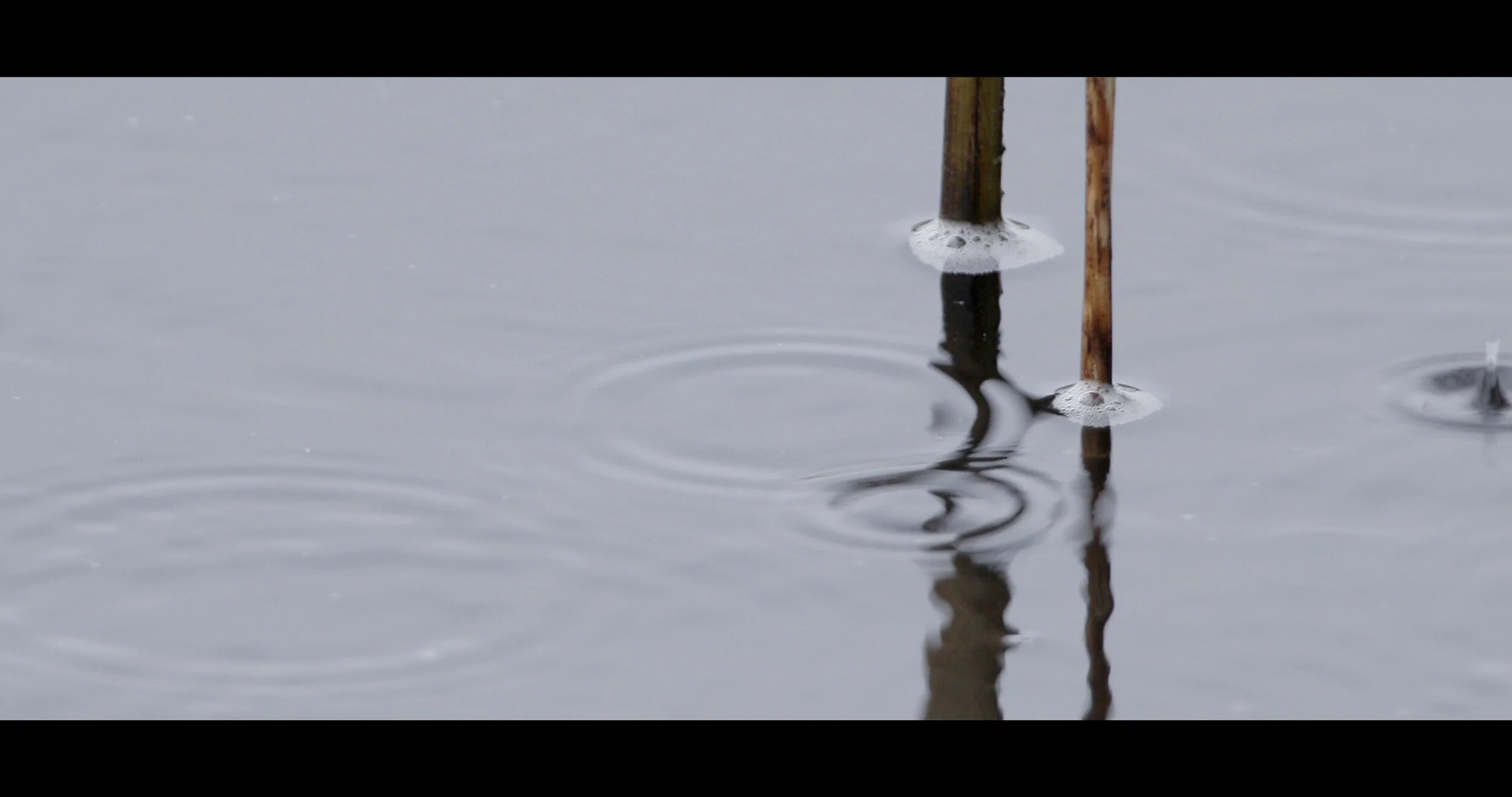 Grebes at Westhay.jpeg
