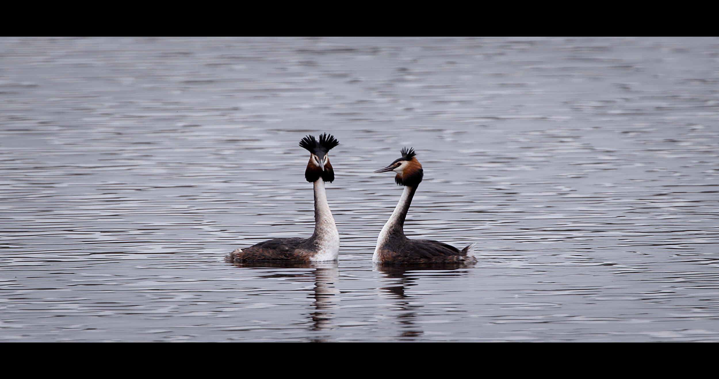 Grebes at Westhay.jpeg