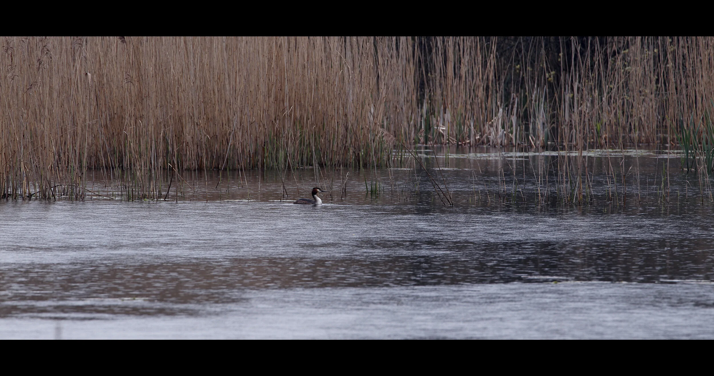 Grebes at Westhay.jpeg