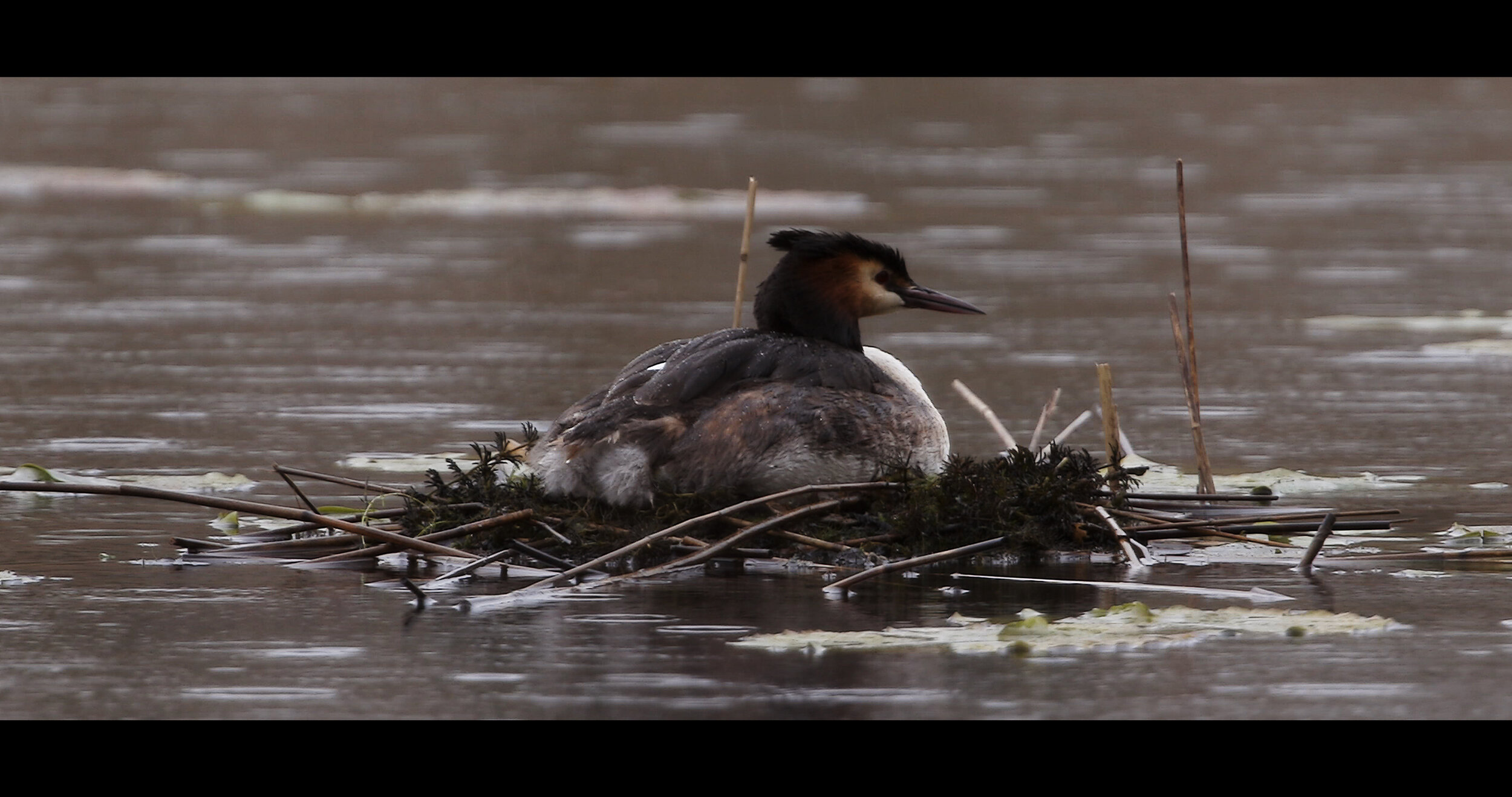 Grebes at Westhay.jpeg