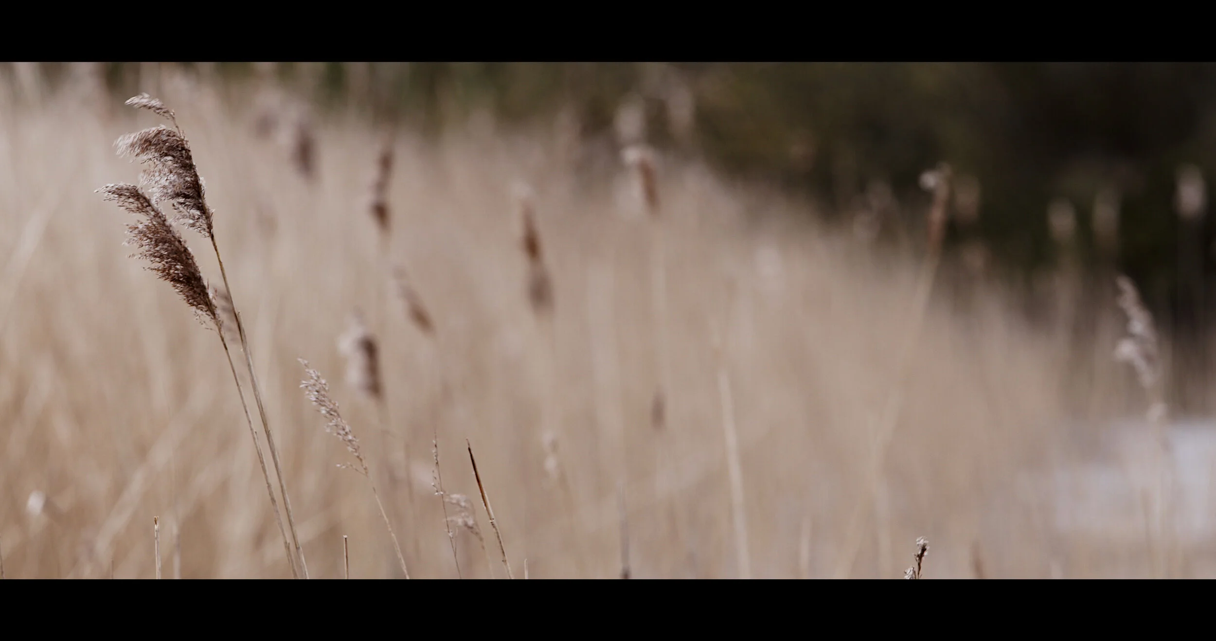 Grebes at Westhay.jpeg