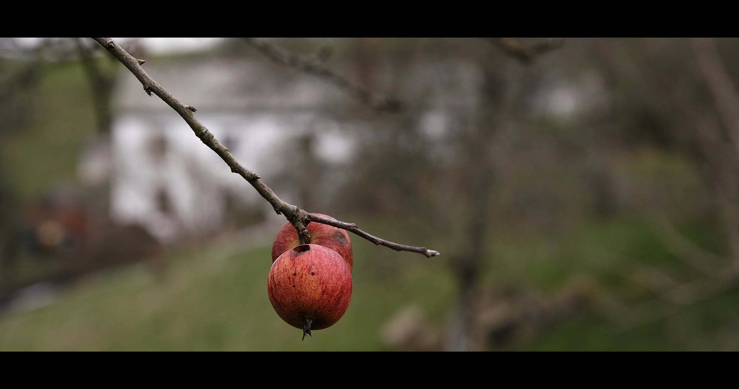 The Halstow Wassail.jpeg