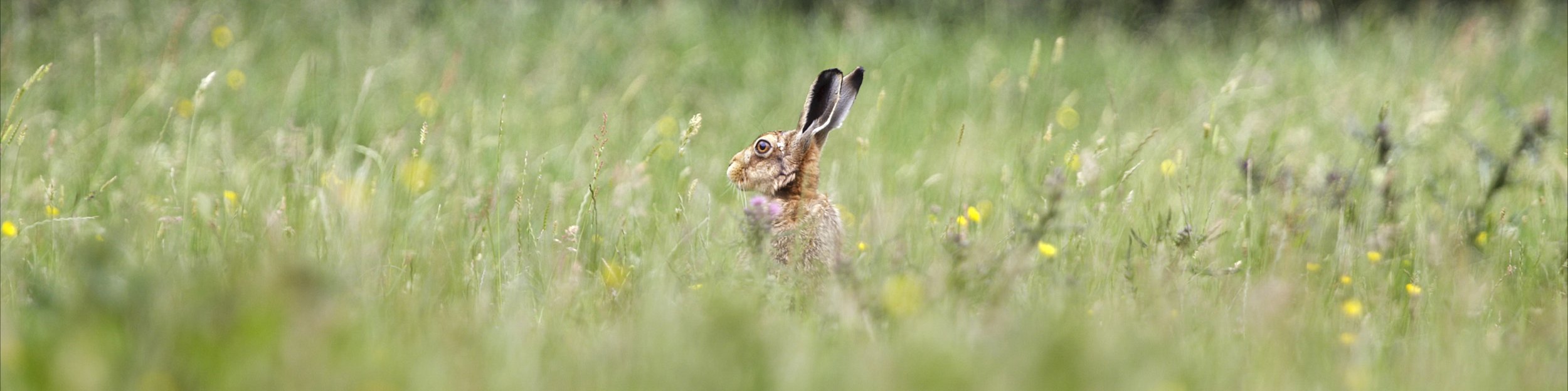 Raising the Hare.jpeg