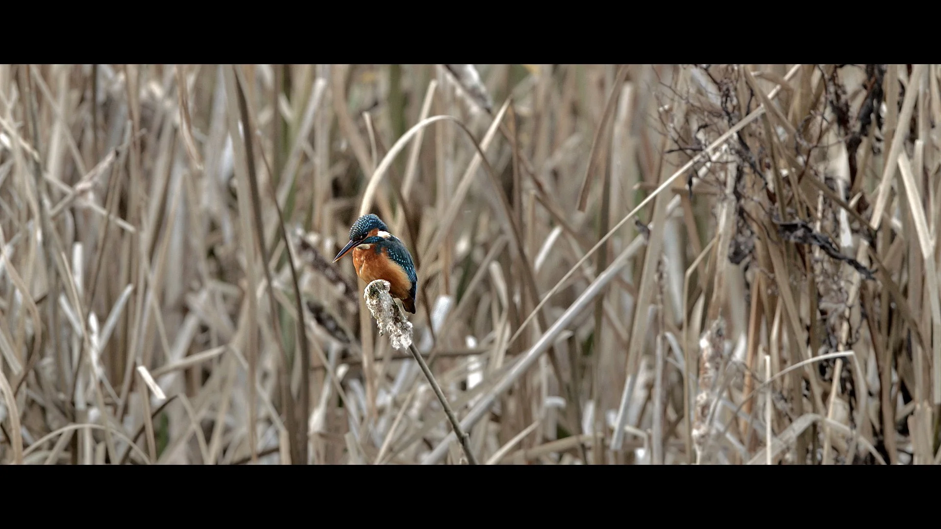 Dusk at Shapwick.jpeg