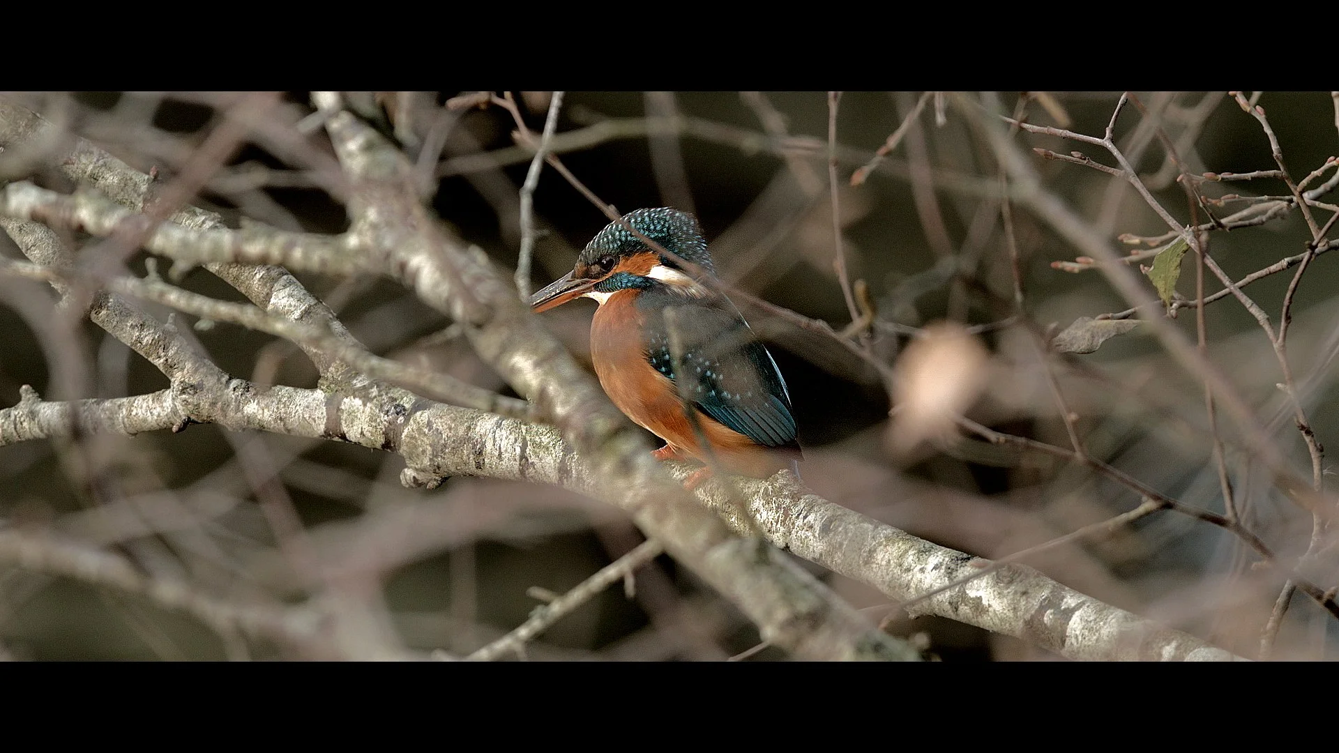 Dusk at Shapwick.jpeg