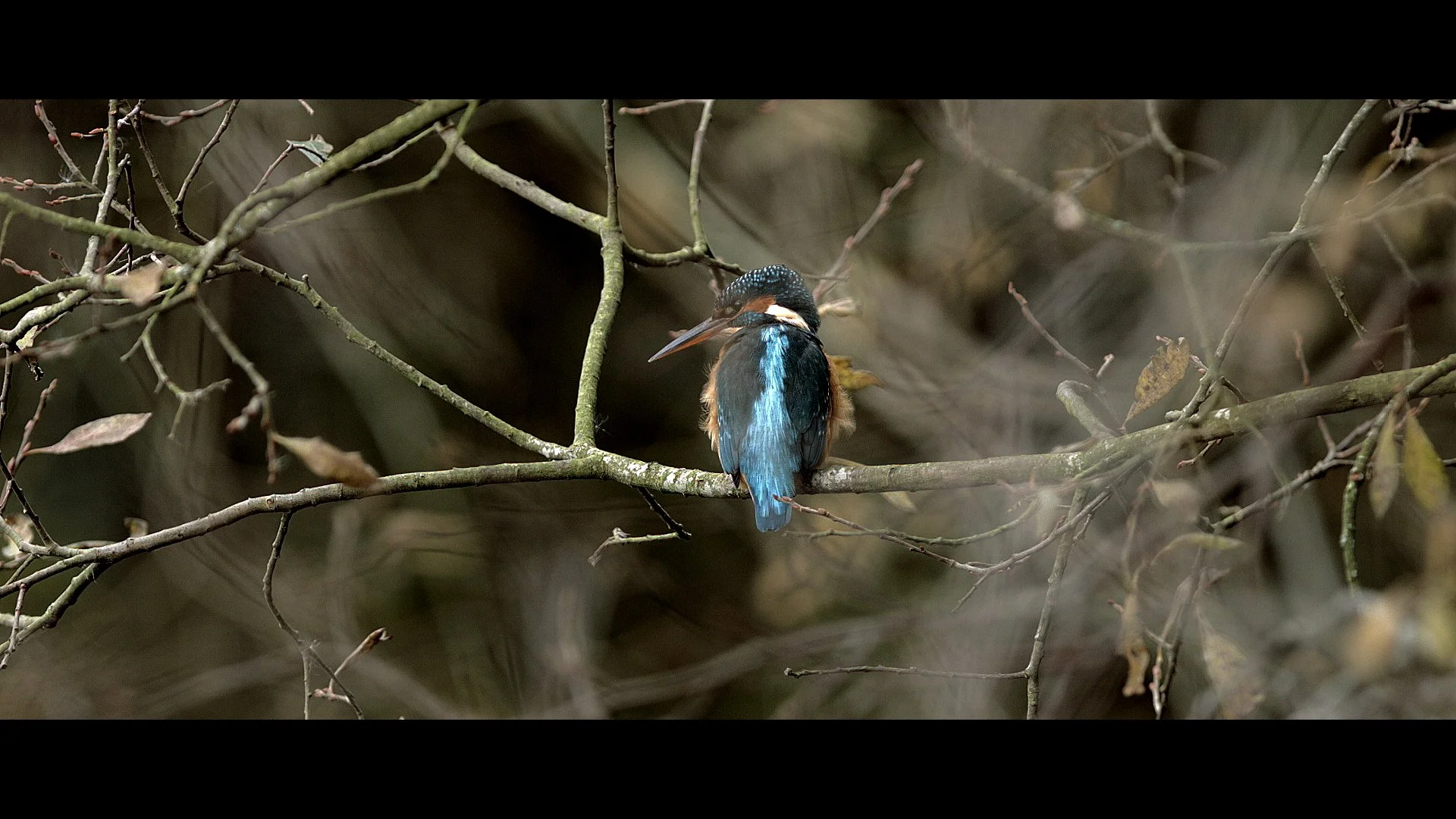 Dusk at Shapwick.jpeg