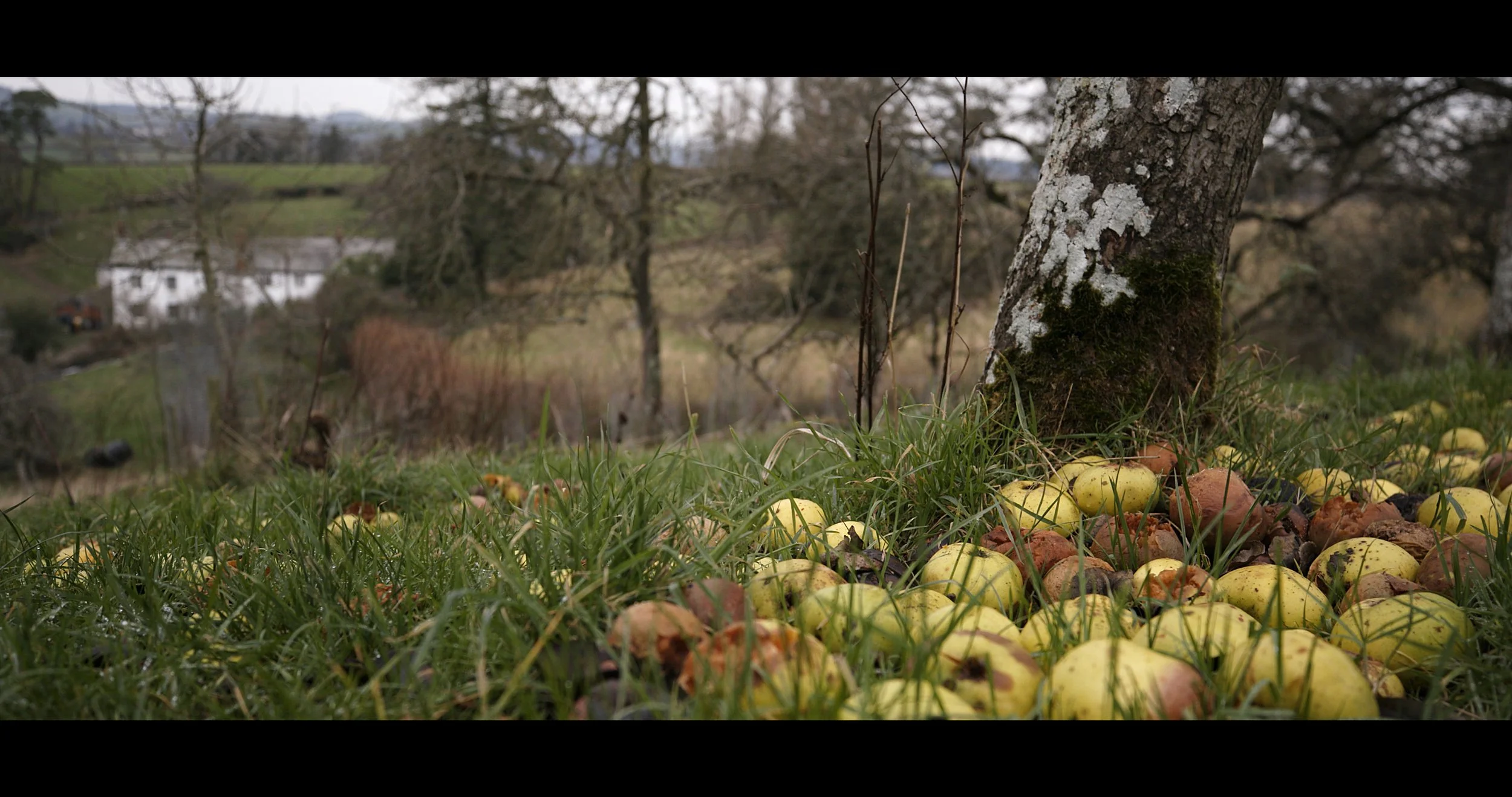 The Halstow Wassail.jpeg