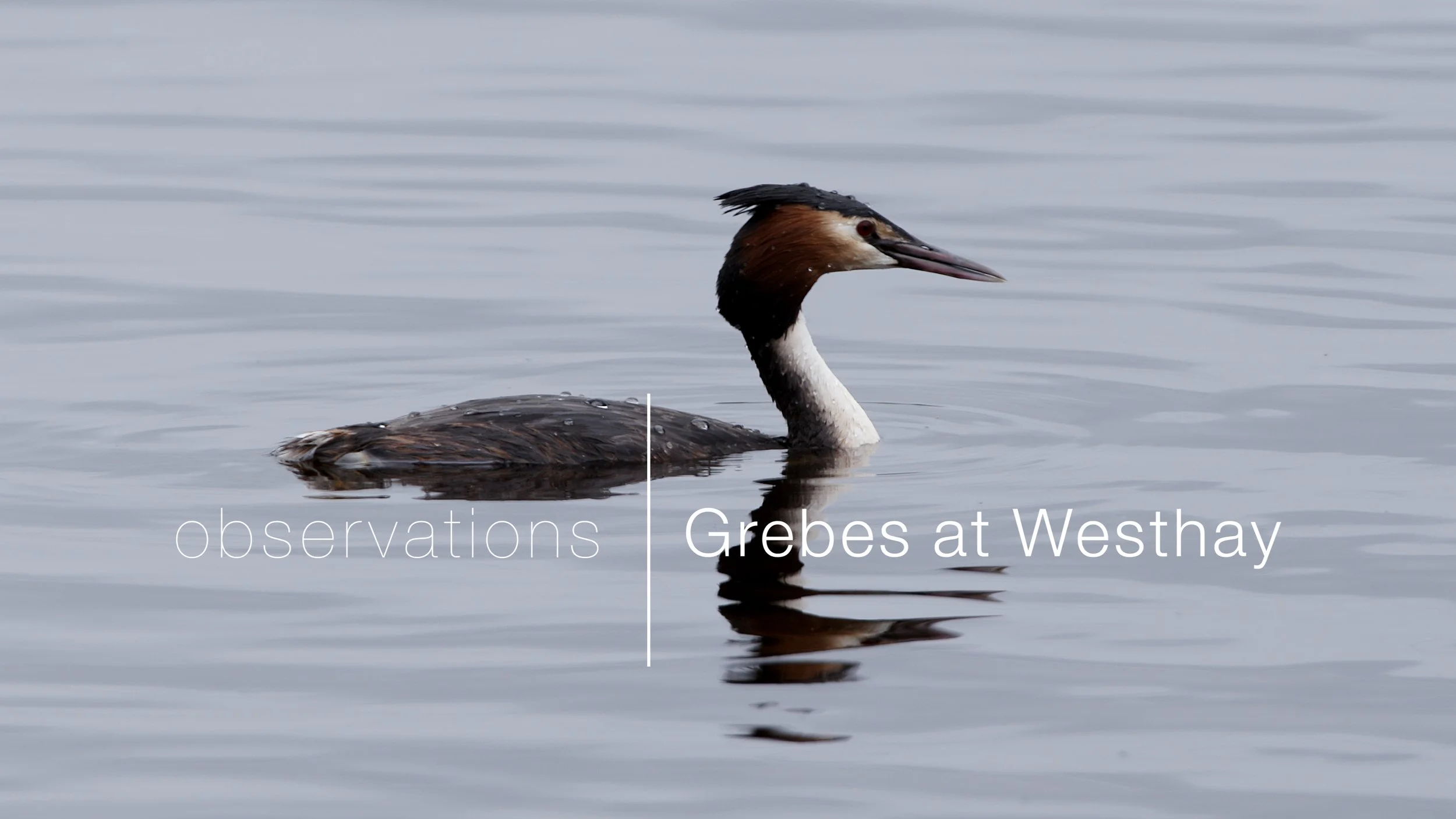Grebes at Westhay.jpeg