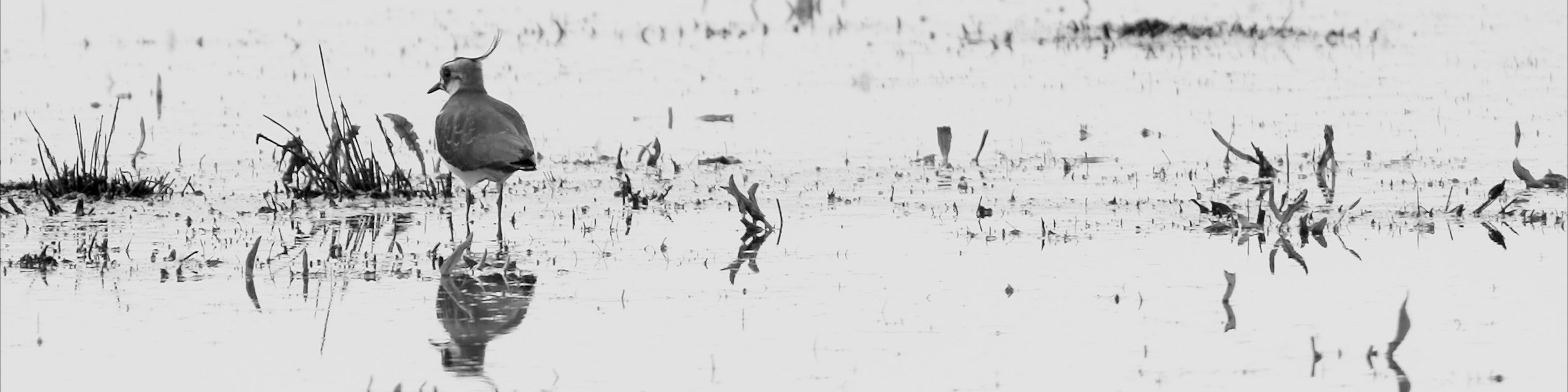 Still from Lapwings at Catcott