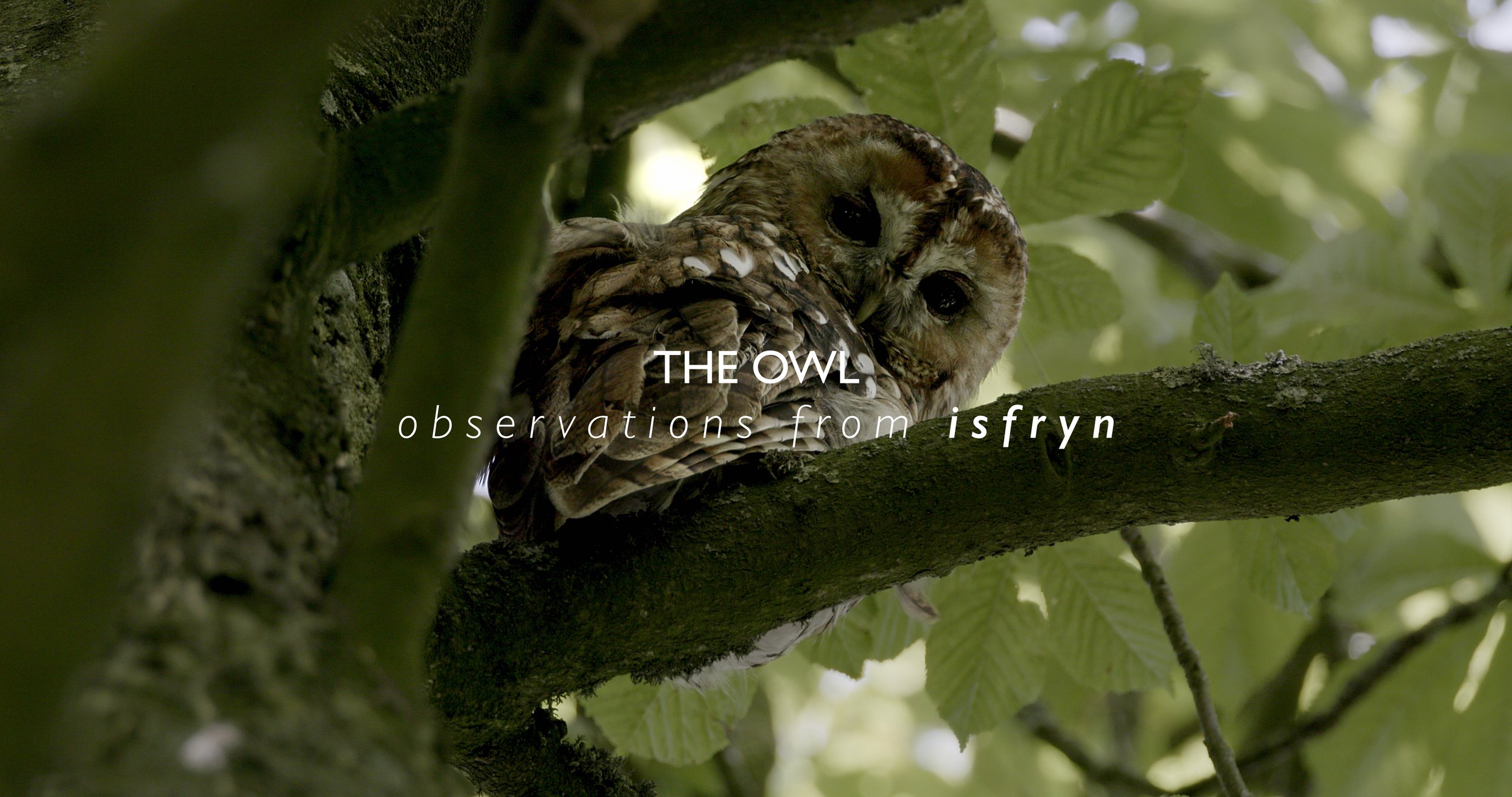 THE OWL | OBSERVATIONS FROM ISFRYN