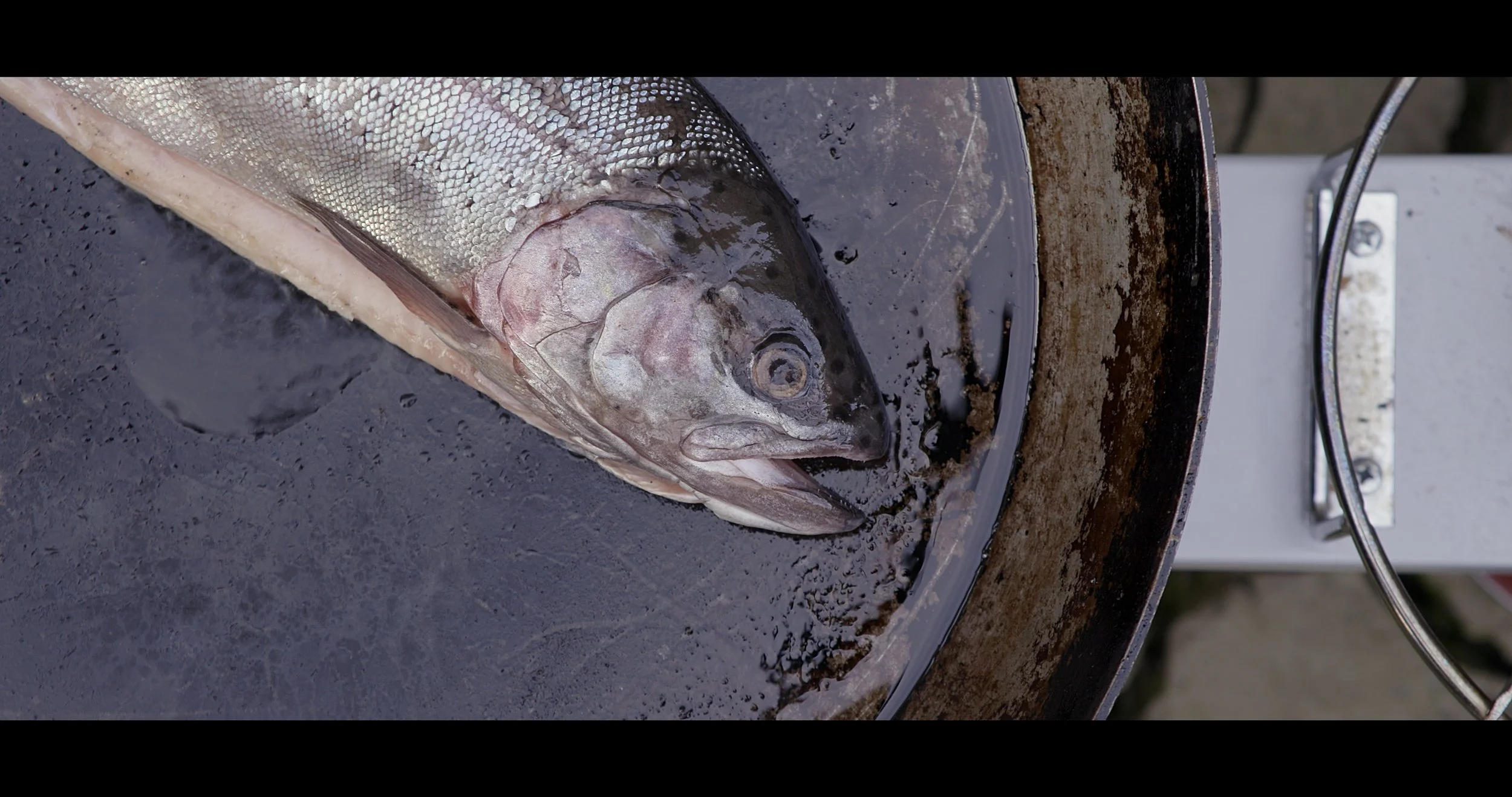 Waterline.jpeg