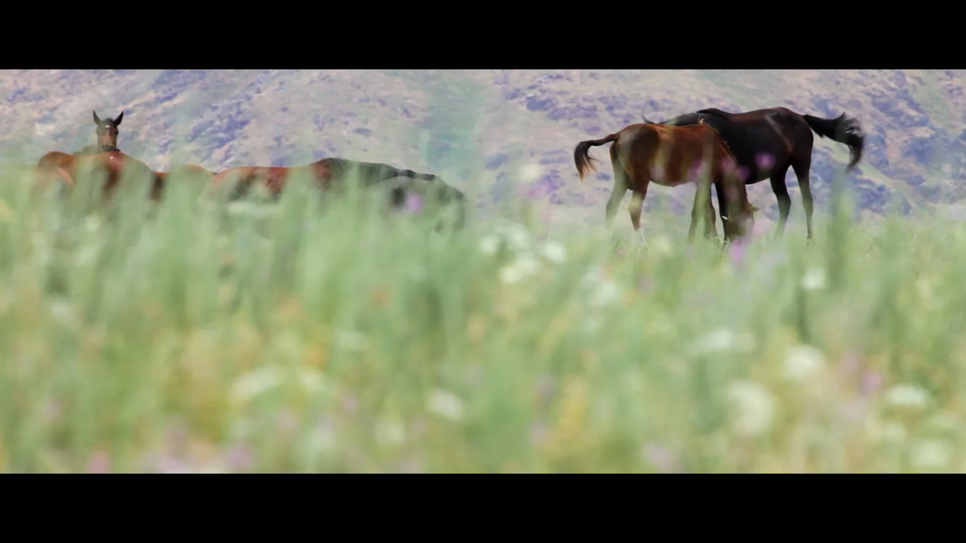 Still 2026-01-31 132741_1.30.1.jpeg