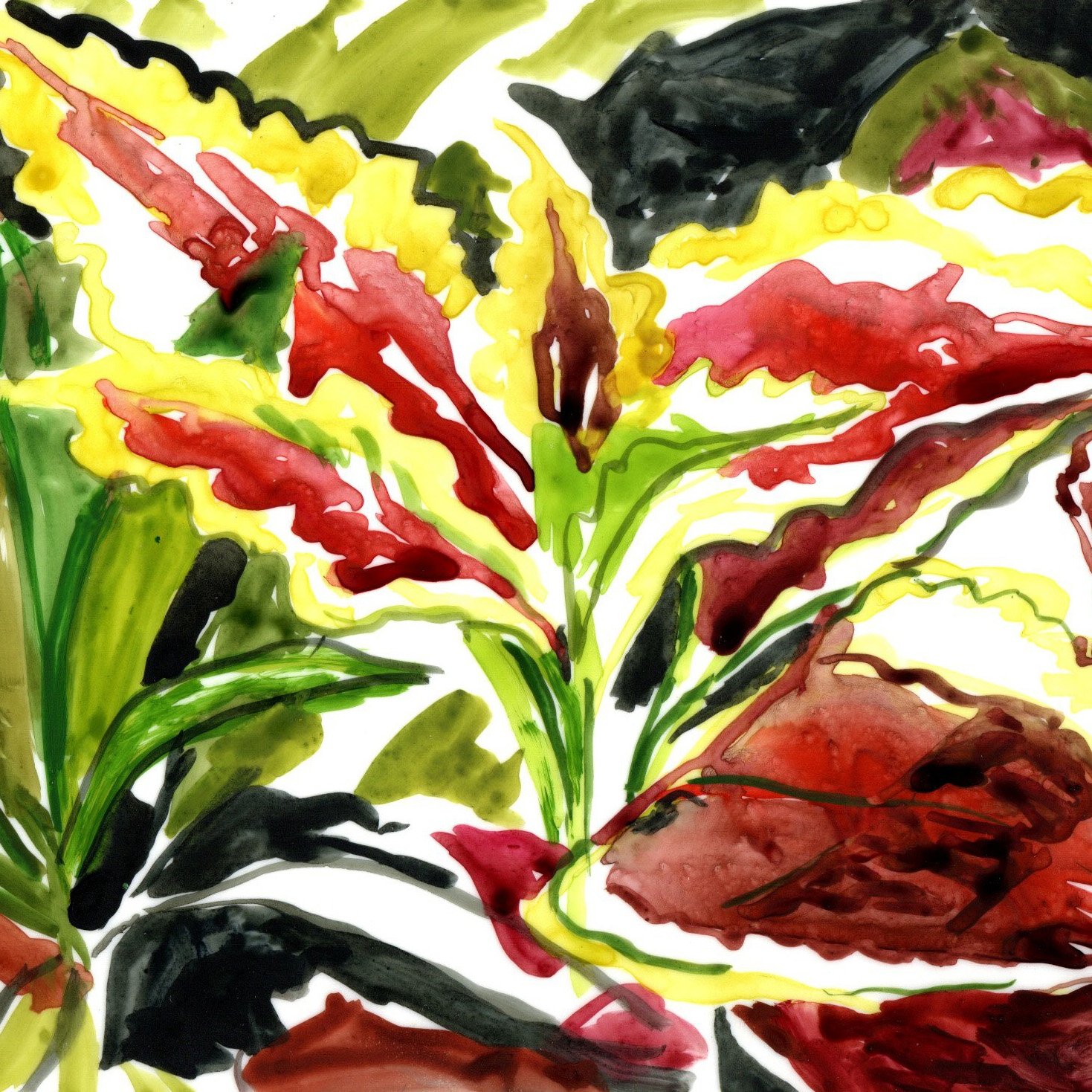 2024_5x7_Watercolor on Yupo_Coleus_Square Crop.jpg