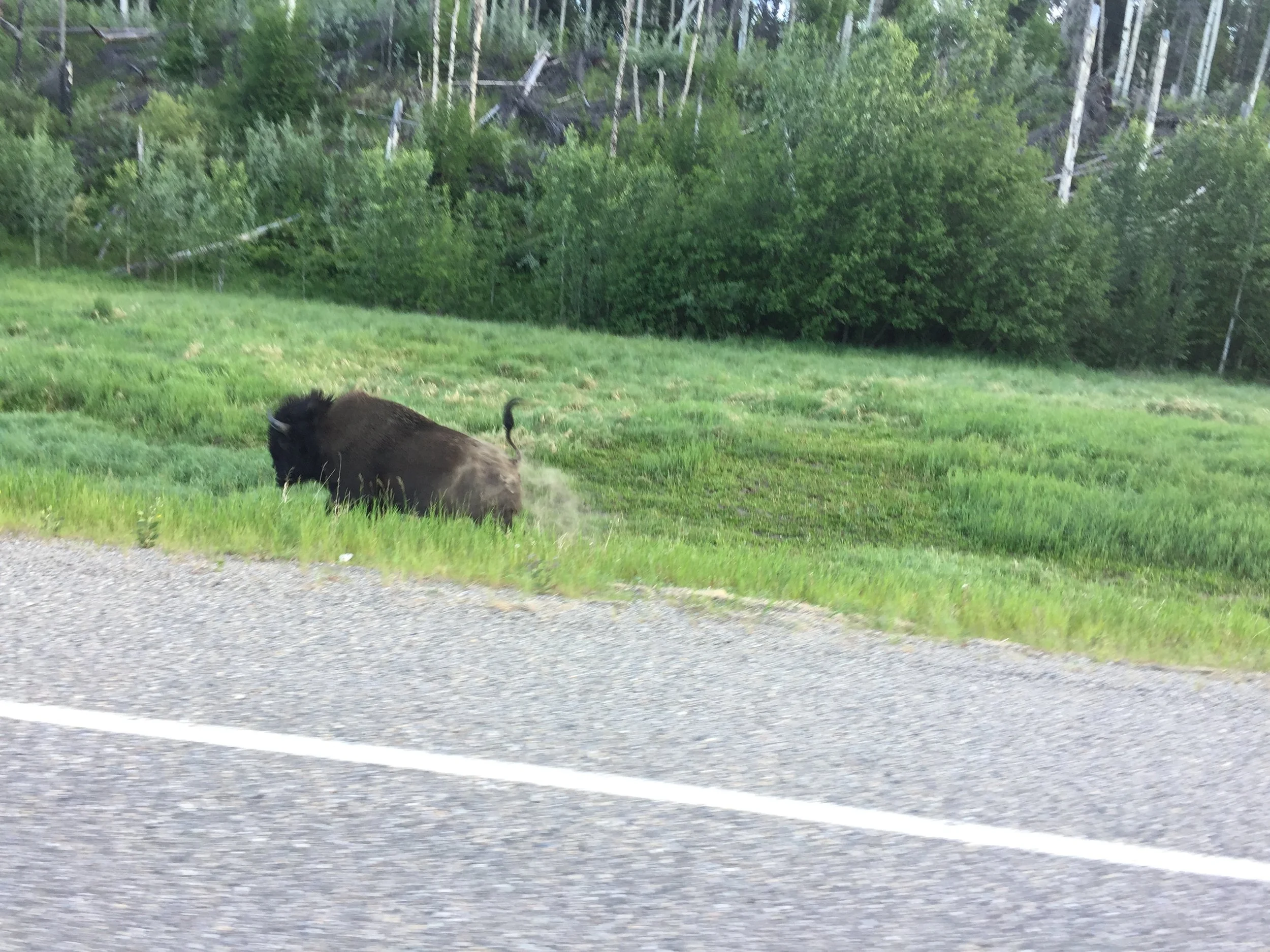 Laird River Hot Springs Lodge, BC to Watson Lake, YT (130 miles)