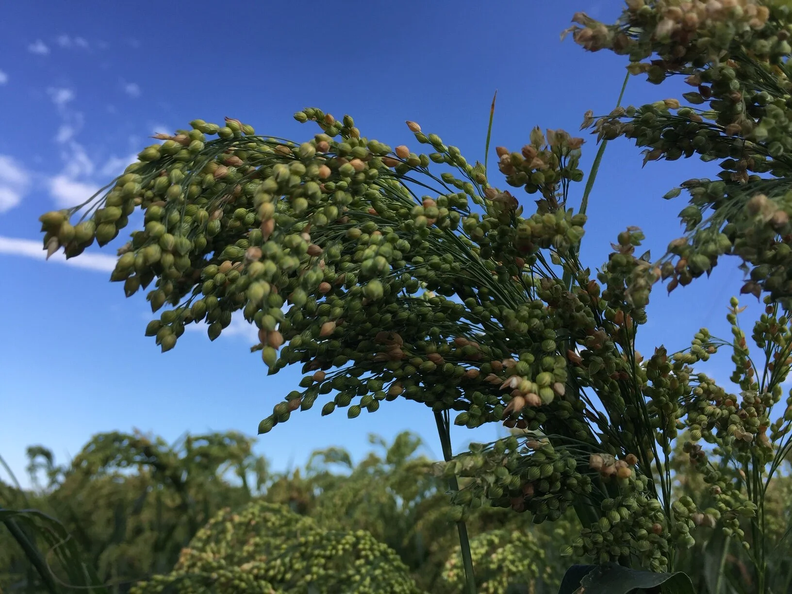 Proso Millet Panicum miliaceum L..JPG