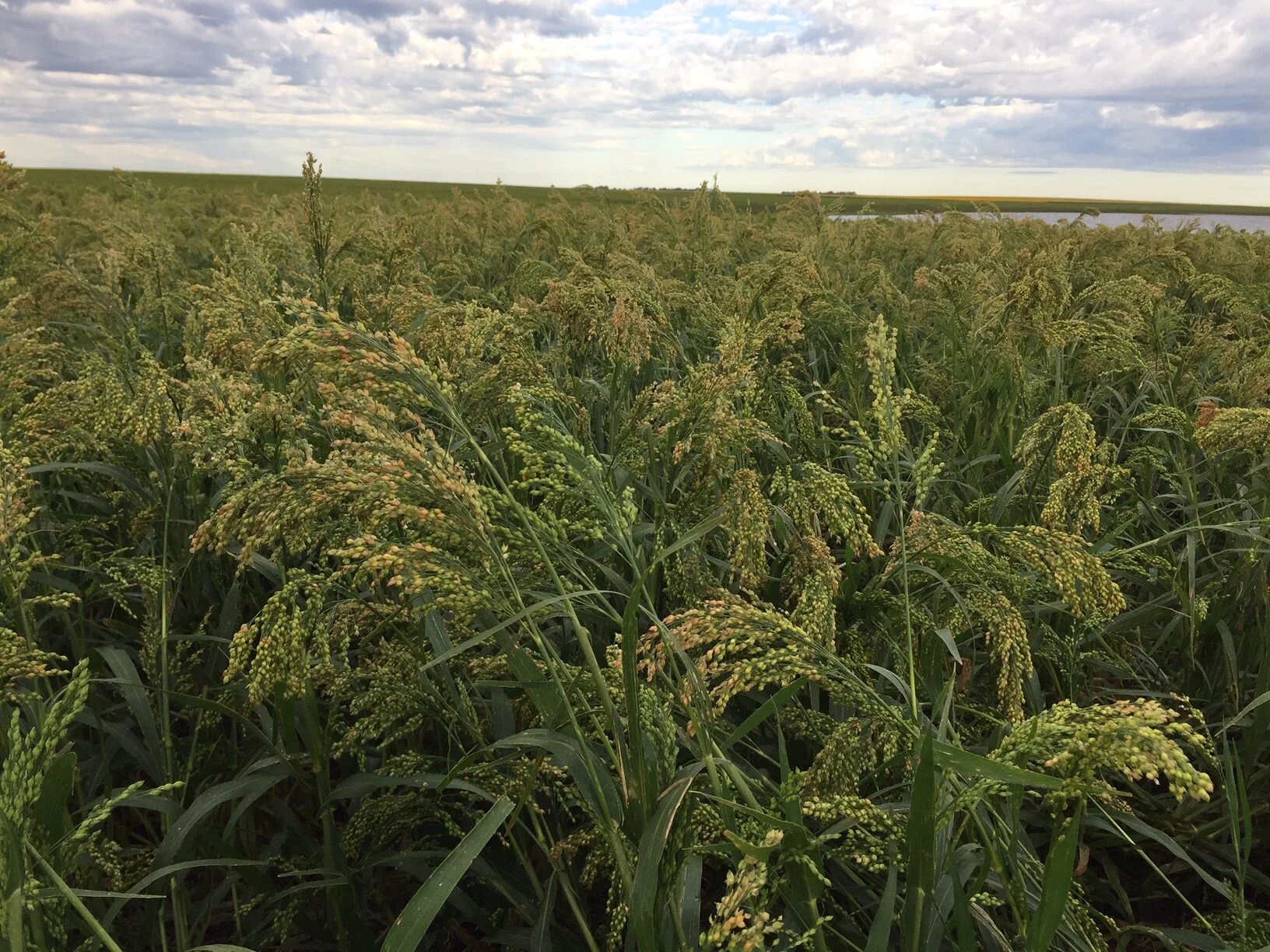 Proso Millet field prior to harvest.JPG