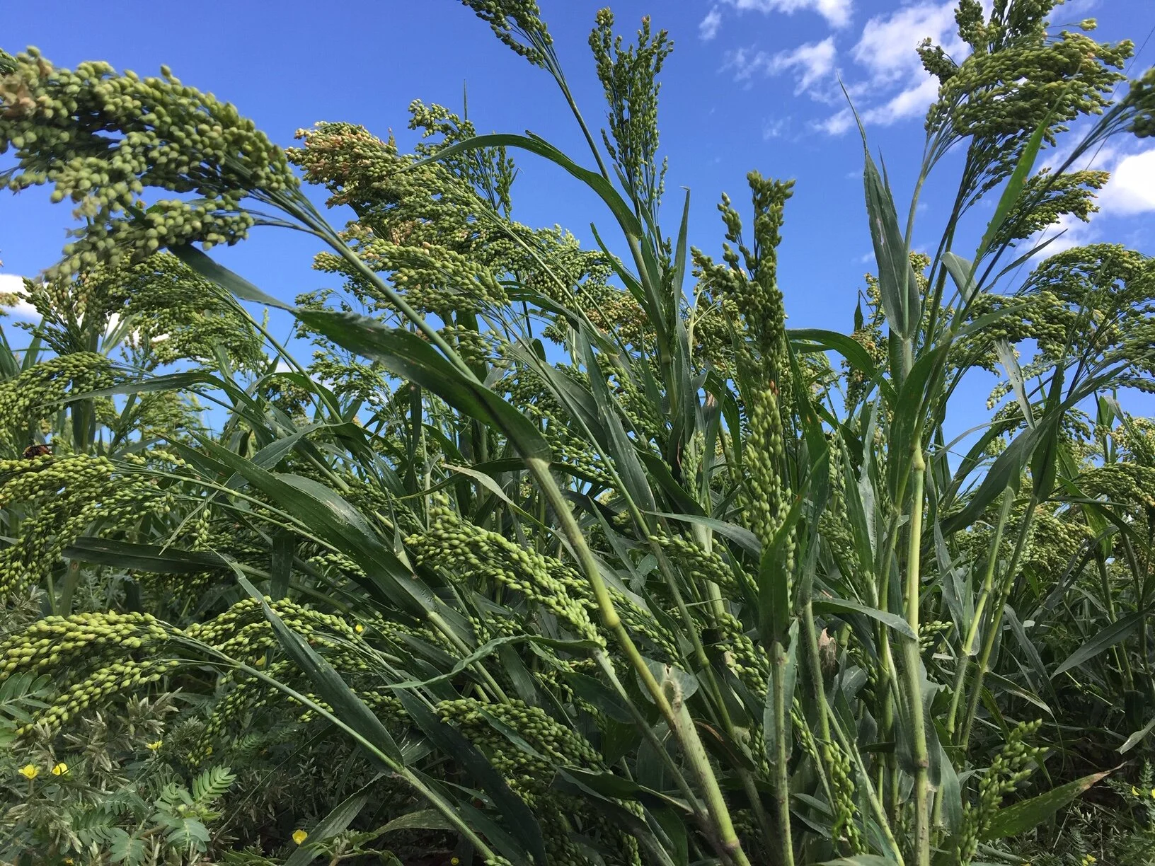 Proso millet multiple heads.JPG