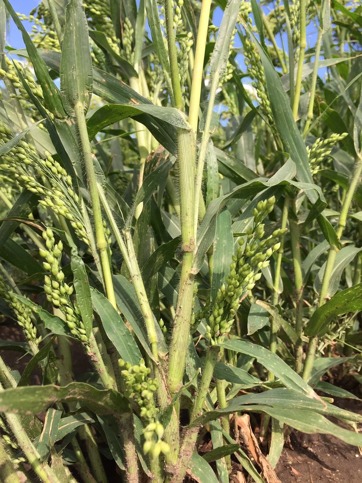 Proso millet adds heads at joints.JPG