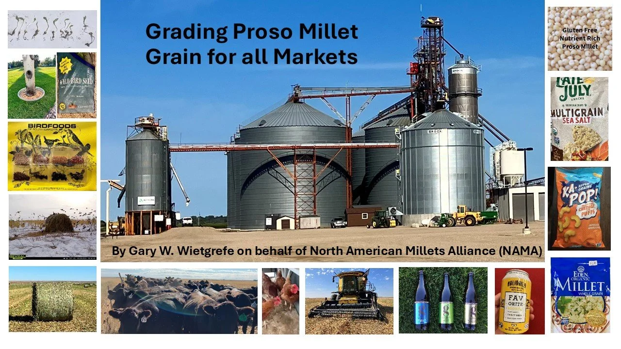 Proso Millet Grain Standards [Autosaved].jpg