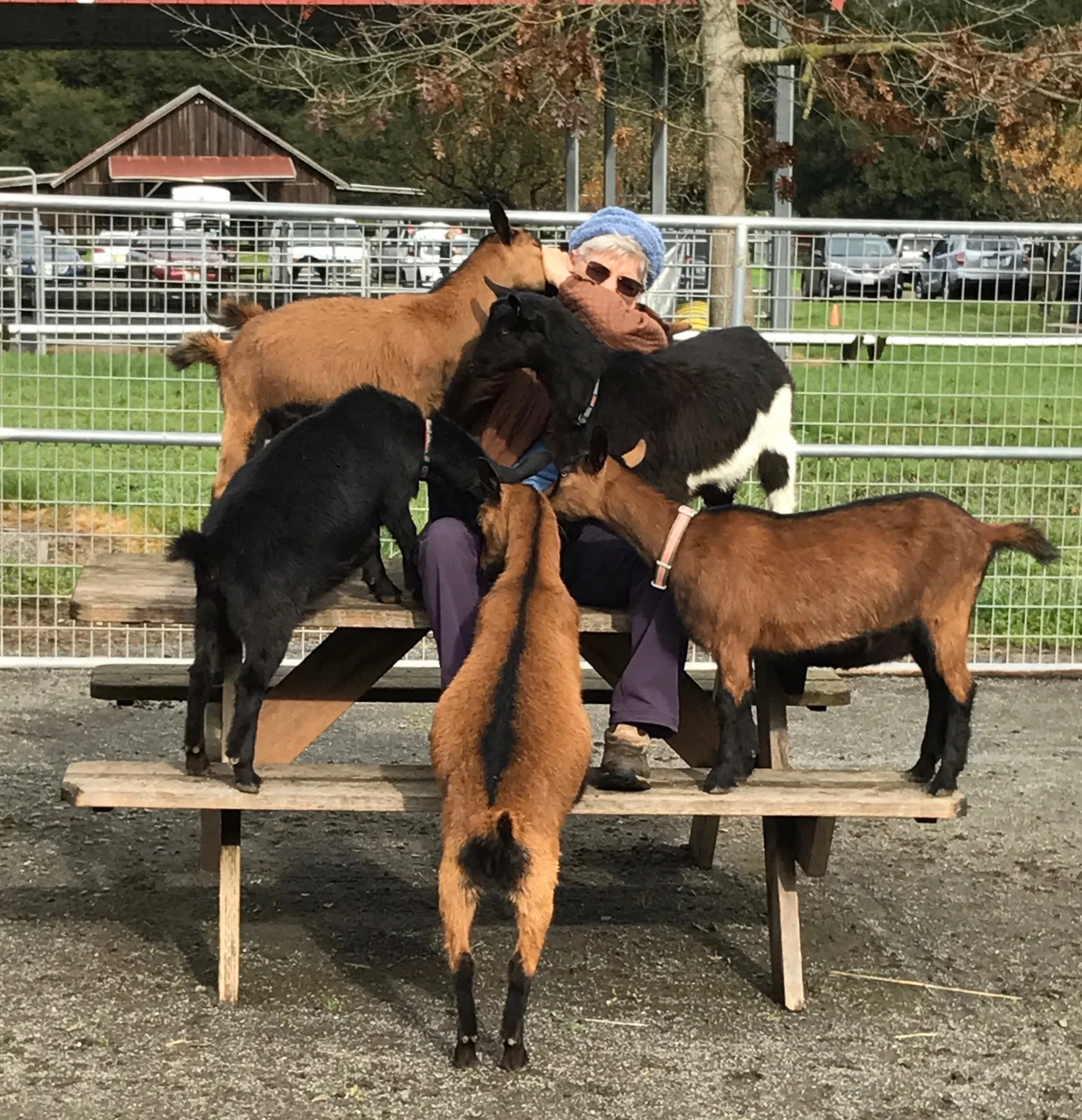 One big herd.