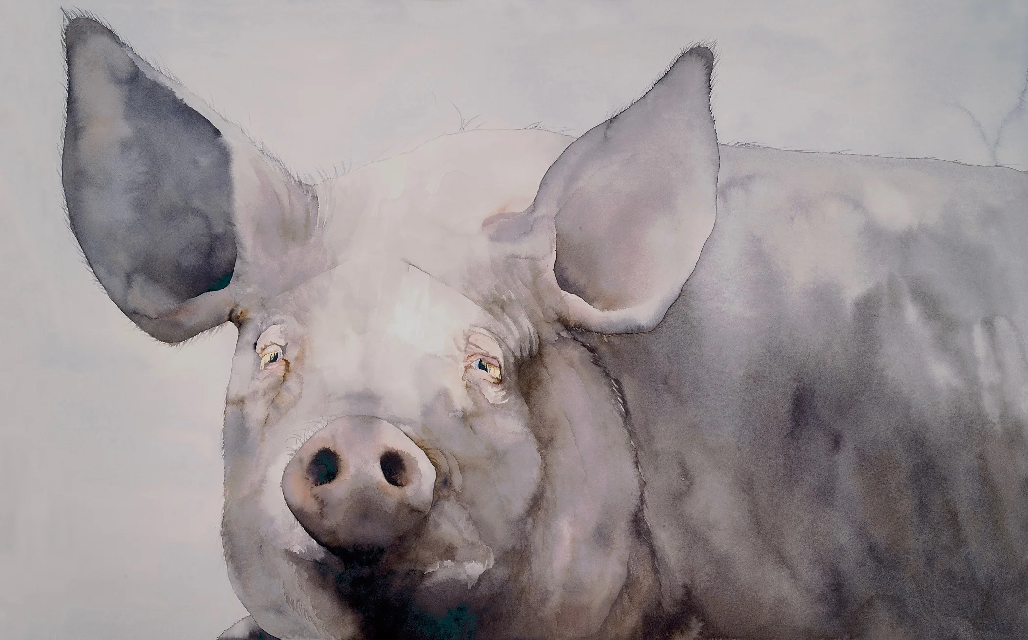 FINE PIG, a watercolor by Hilary Austen