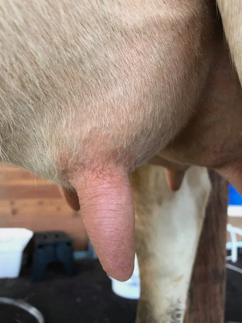 A beautiful clean udder and teat.